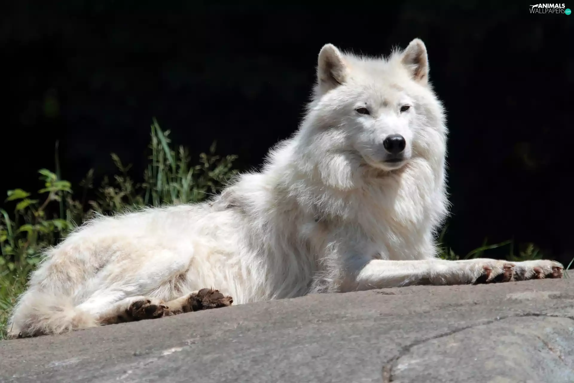 Rocks, White, Wolf