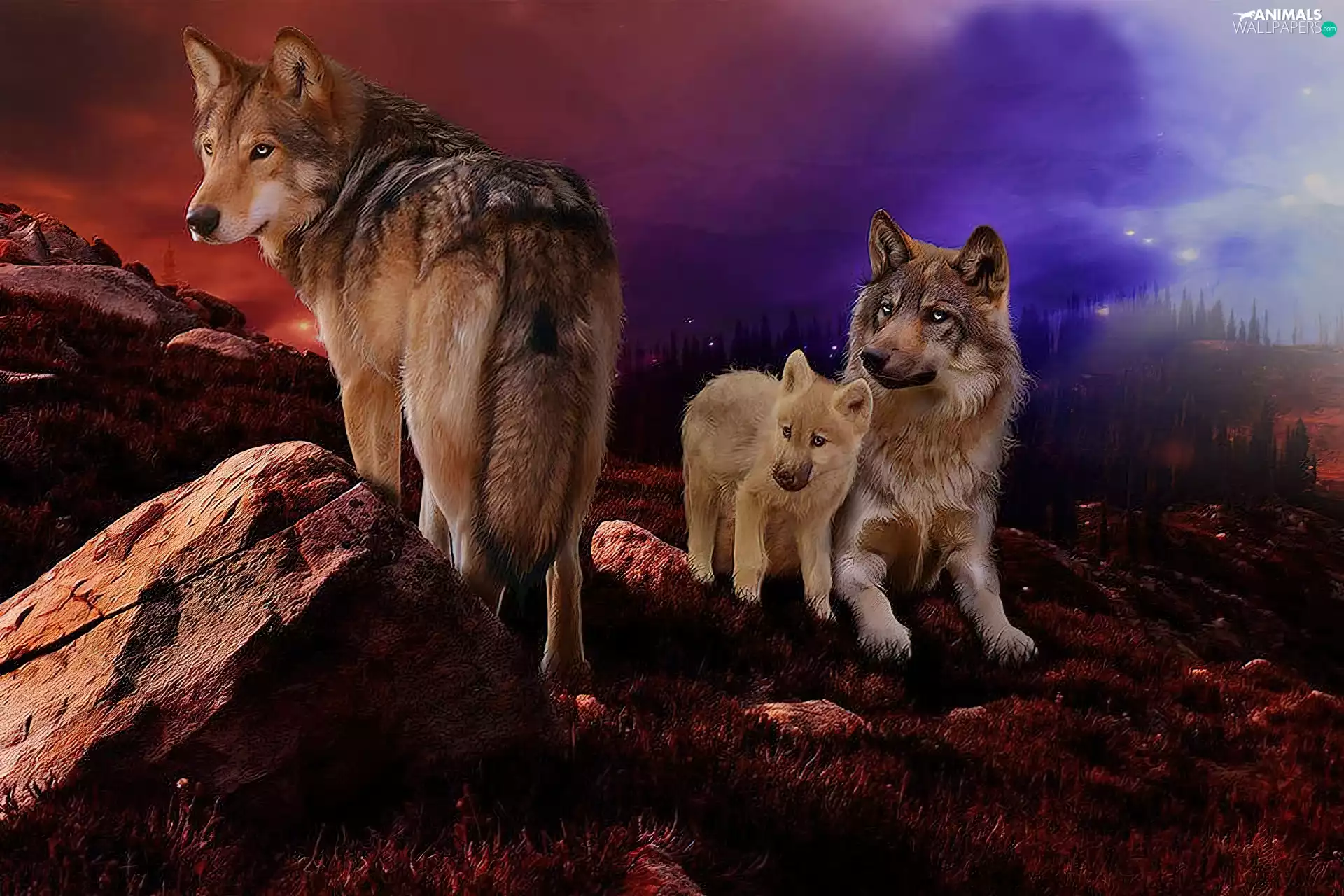 wolves, west, sun, rocks