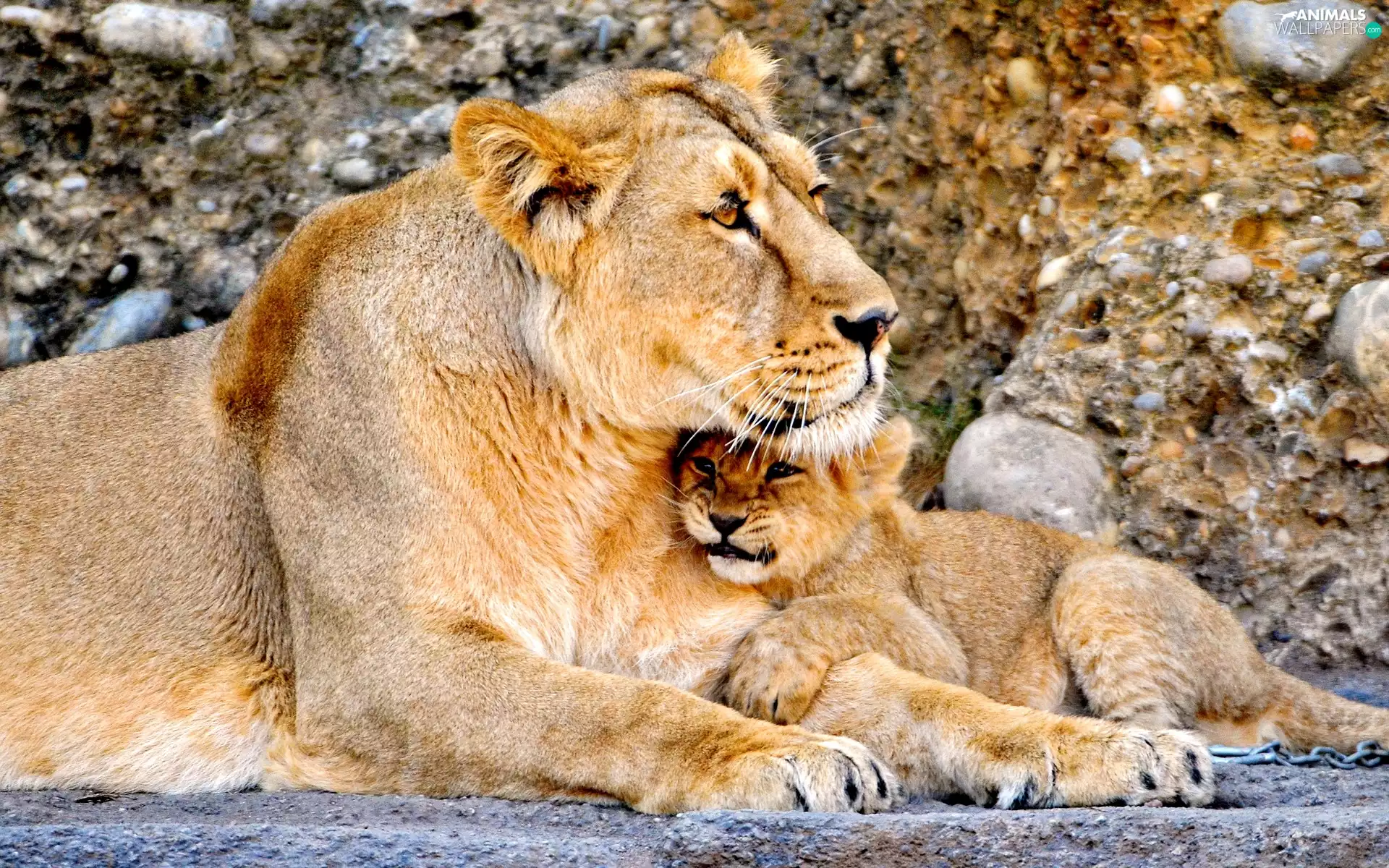 rocks, Lioness, young