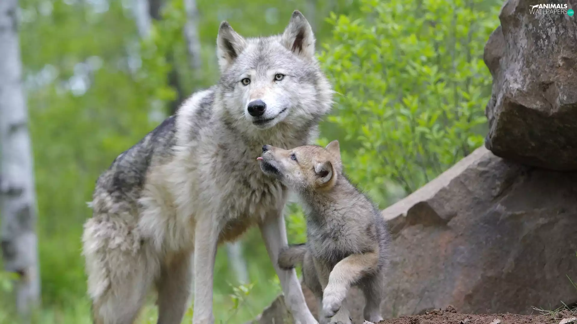 Rocks, Wolf, young