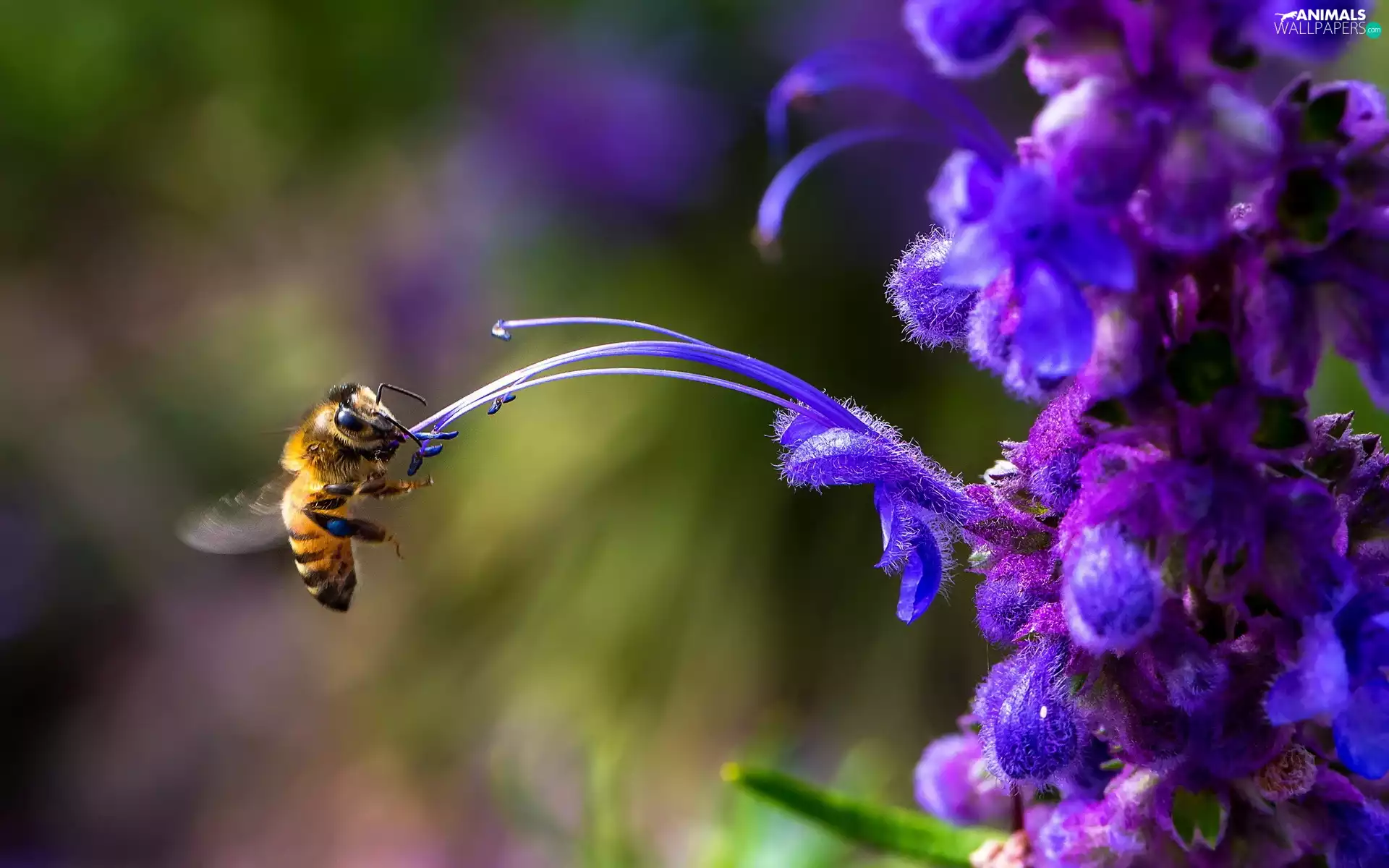 Violet, rods, bee, Colourfull Flowers