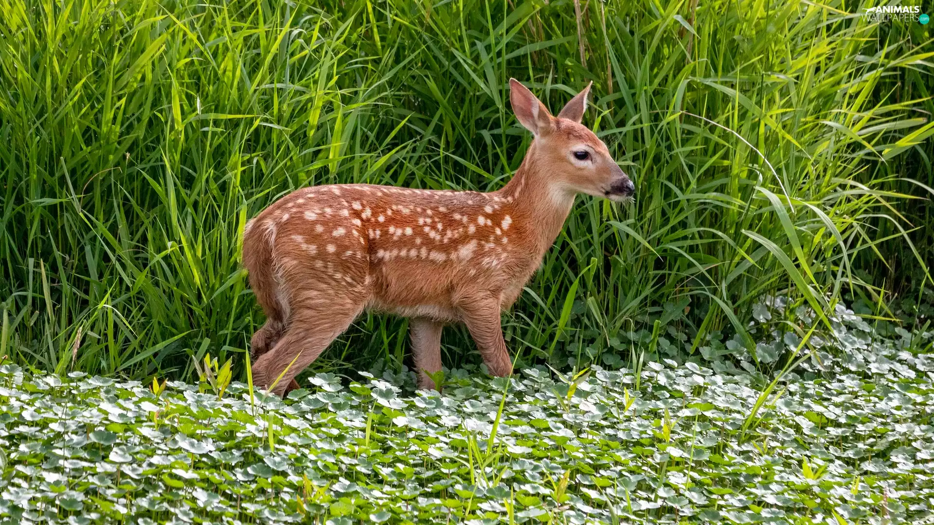 young, tall, grass, roe