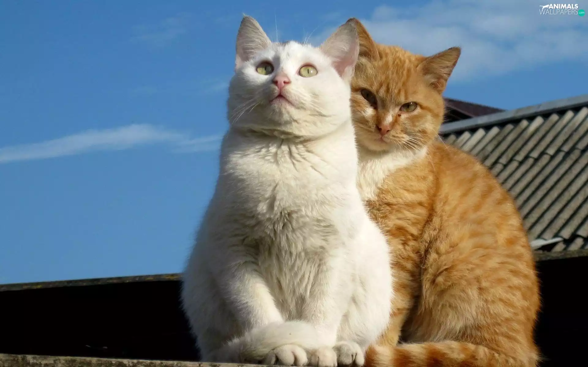 Sky, cats, the roof