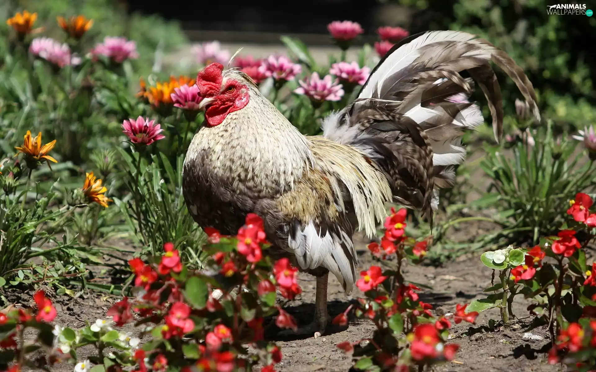 rooster, garden