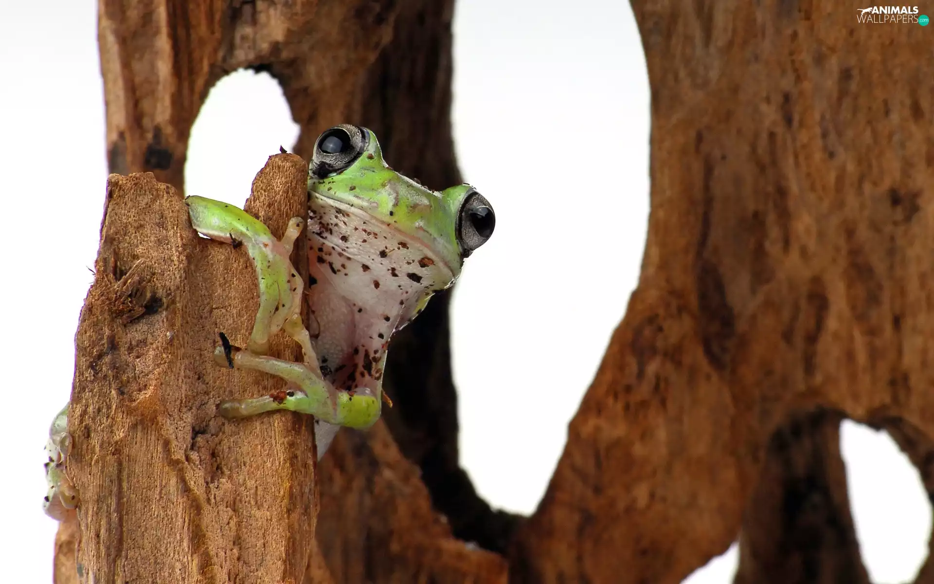 frog, root, frog, wood, Green