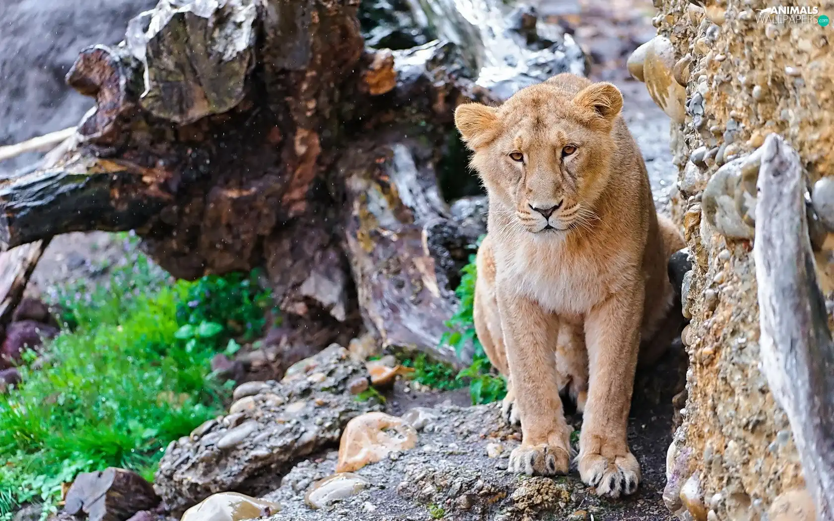 root, Lion, rocks