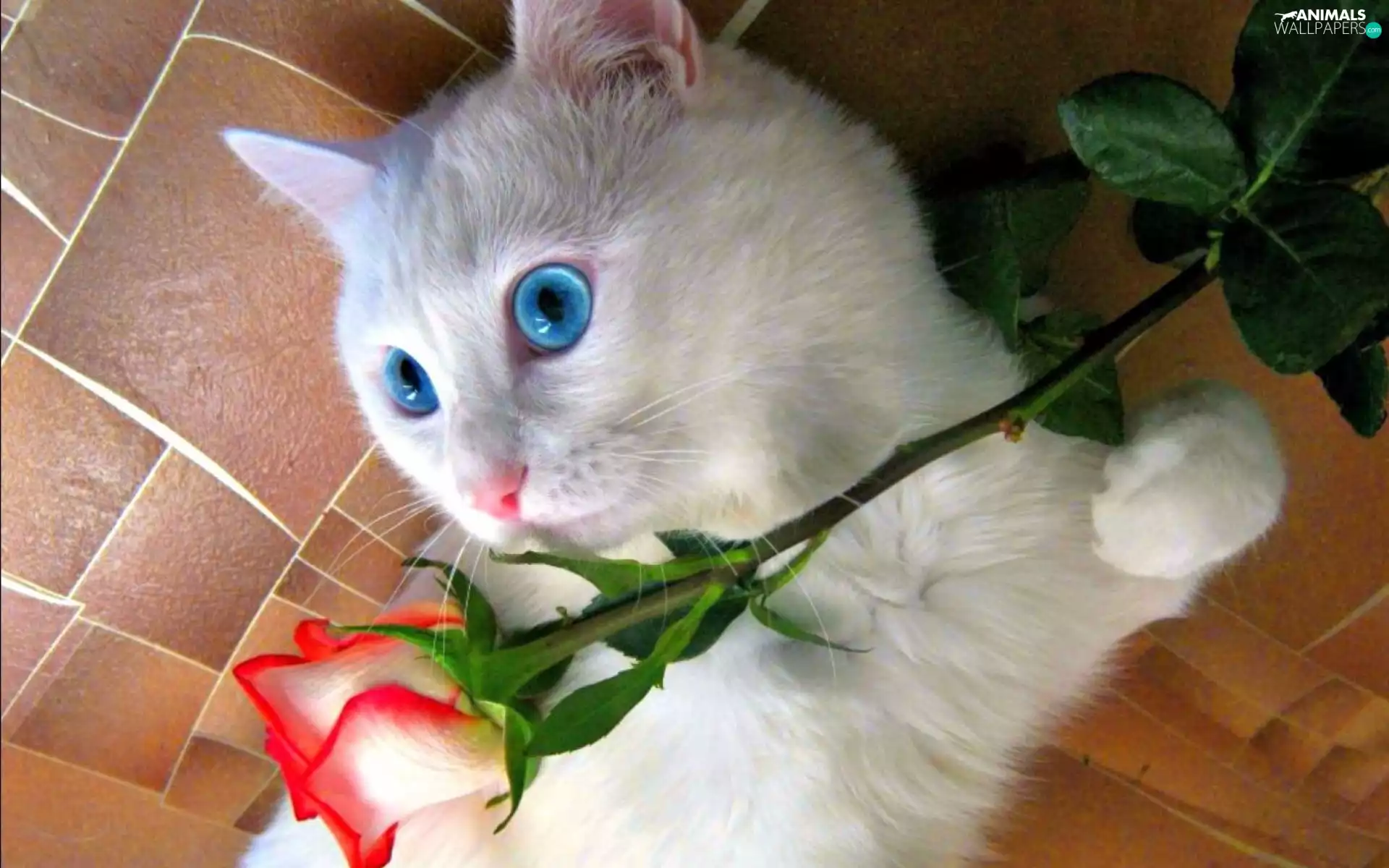 Eyes, rose, kitten, Blue, White