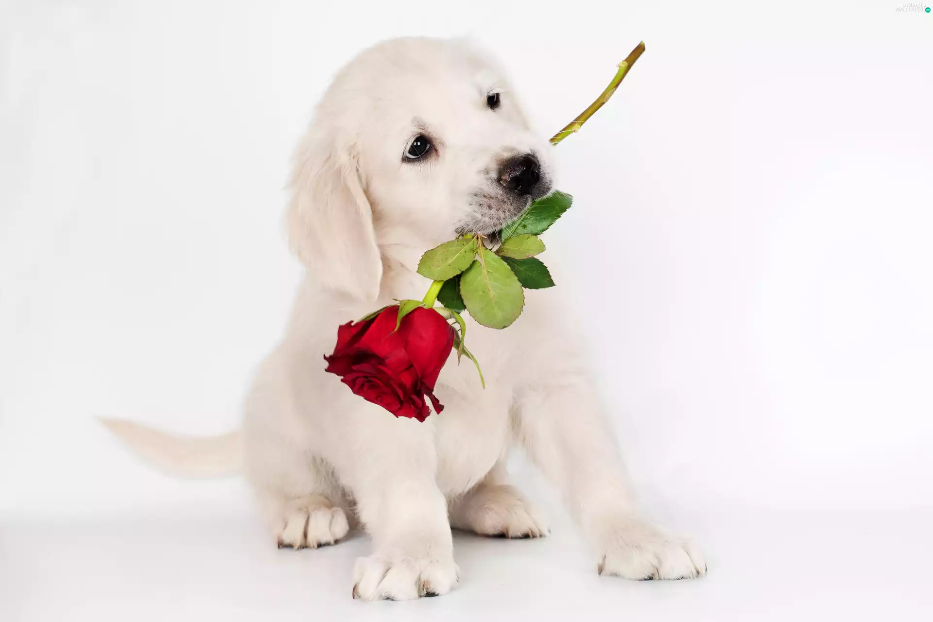 honeyed, rose, Puppy, White, dog