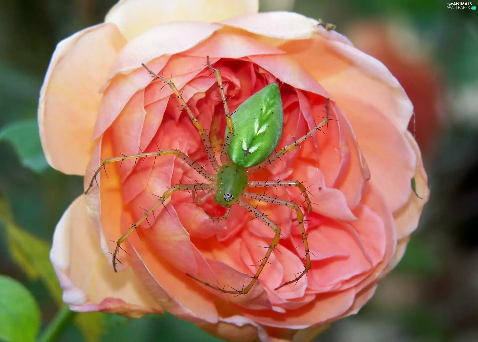 rose, Green, Spider