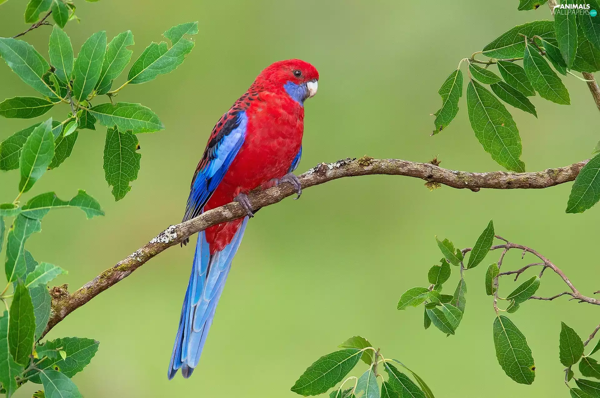 Rosella Kings, twig
