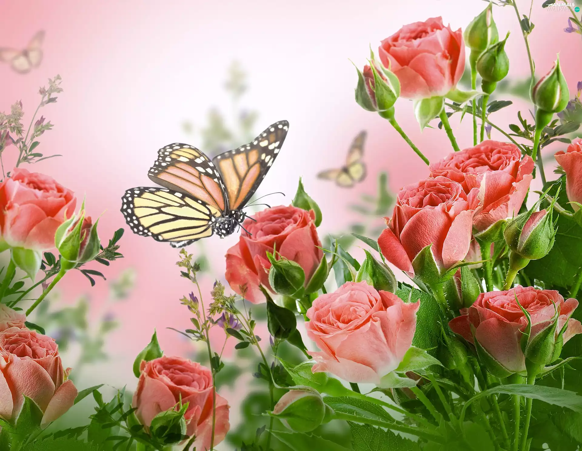 roses, butterflies