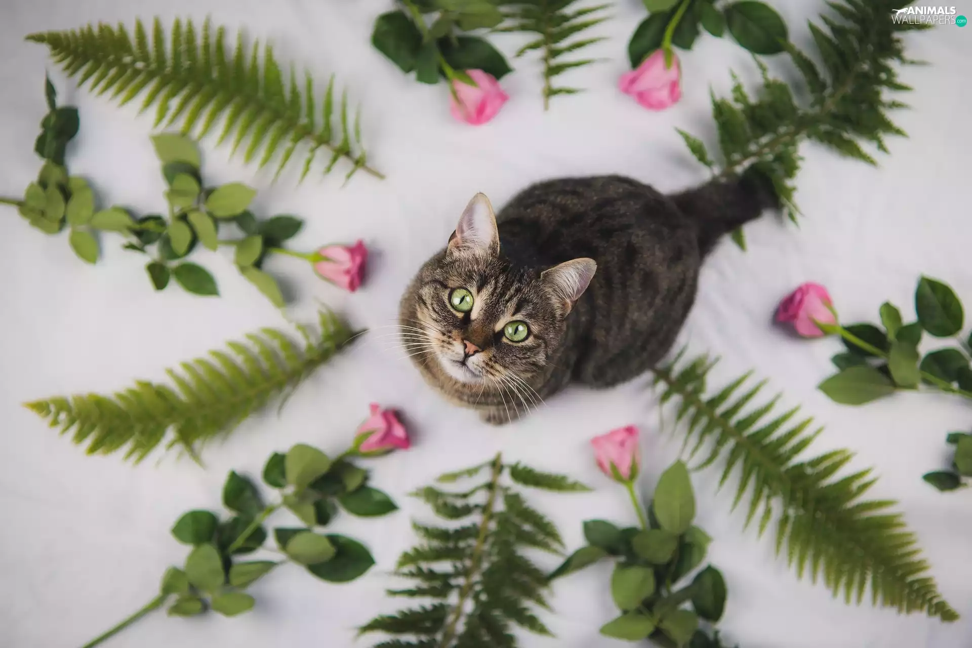cat, Leaf, fern, roses