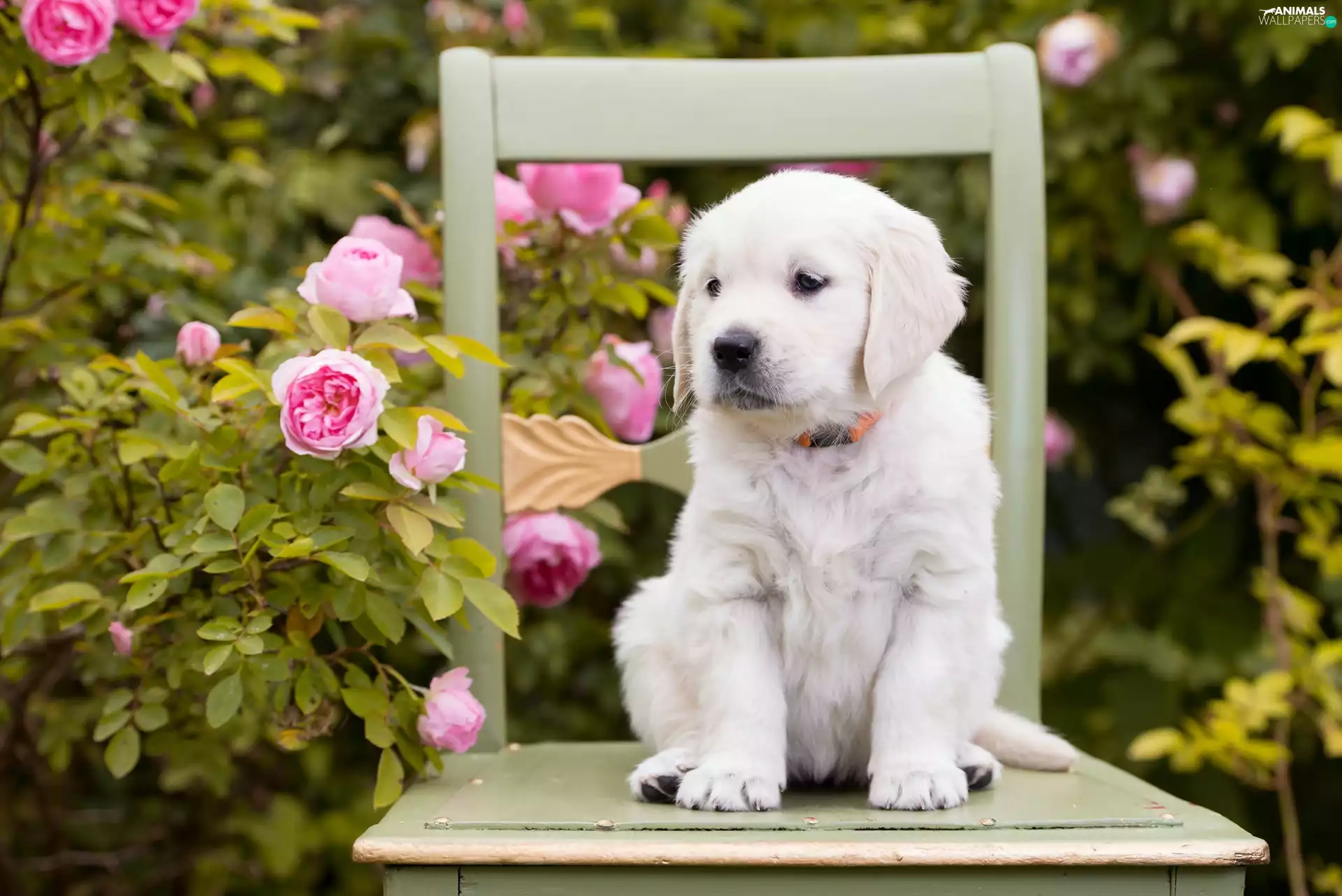 roses, Puppy, Garden