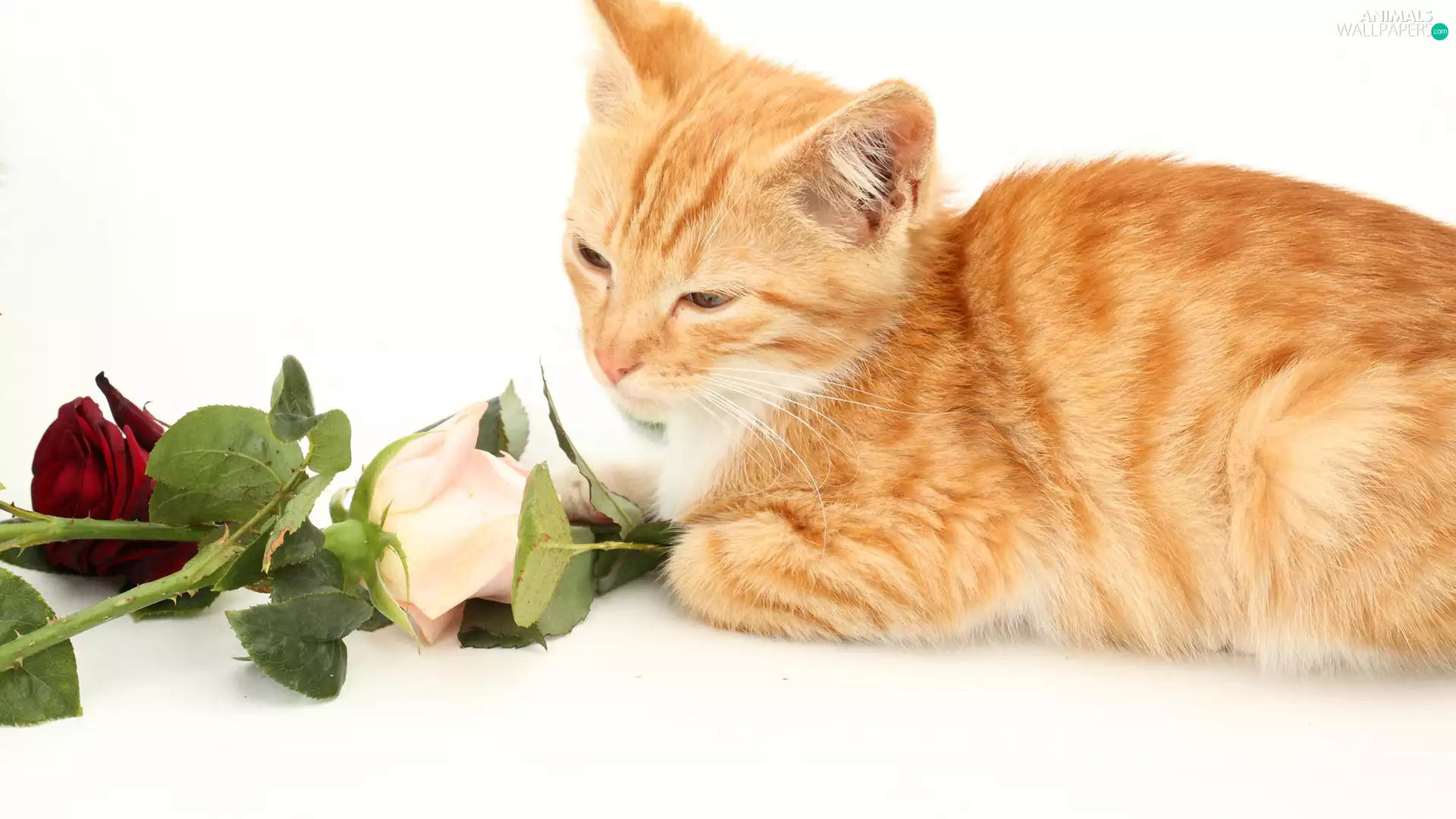 bouquet, roses, ginger, kitten, small