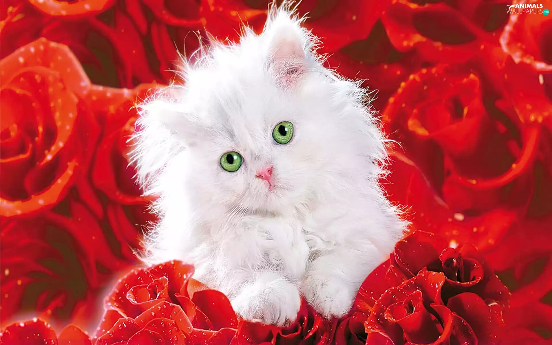 roses, White, kitten