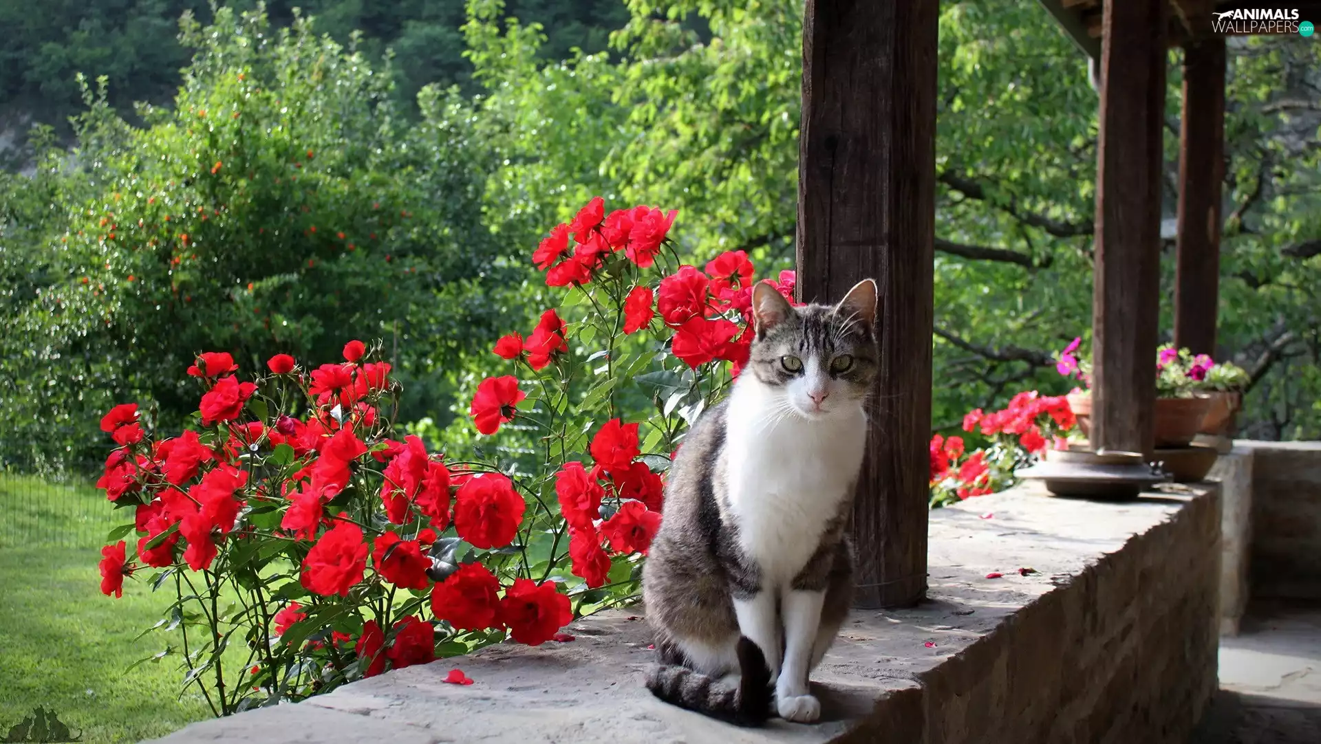 Flowers, roses, ledge, Garden, cat