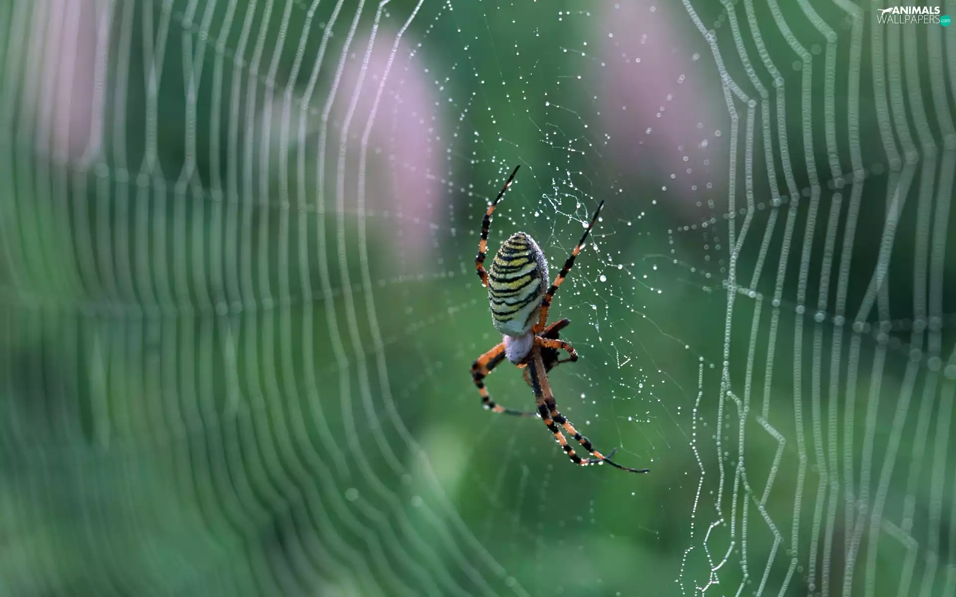 drops, Rosy, Argiope, Web, Spider