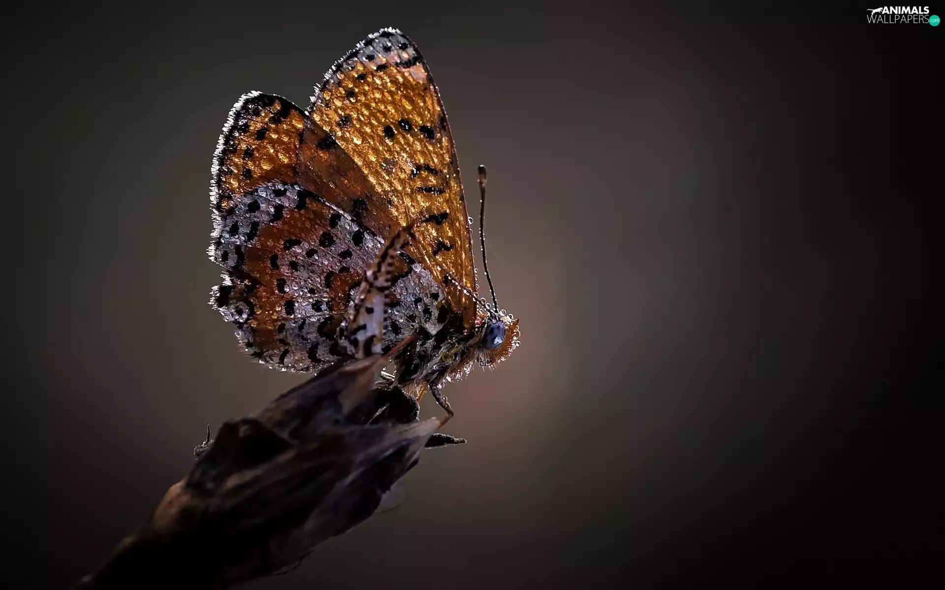 Rosy, butterfly, drops