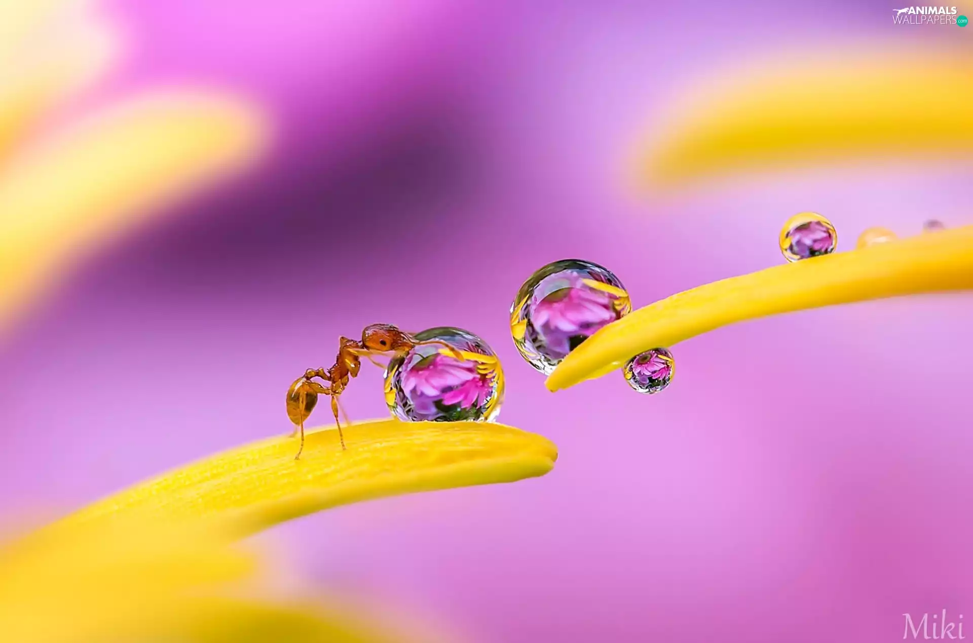 drops, Rosy, flakes, flowers, ant