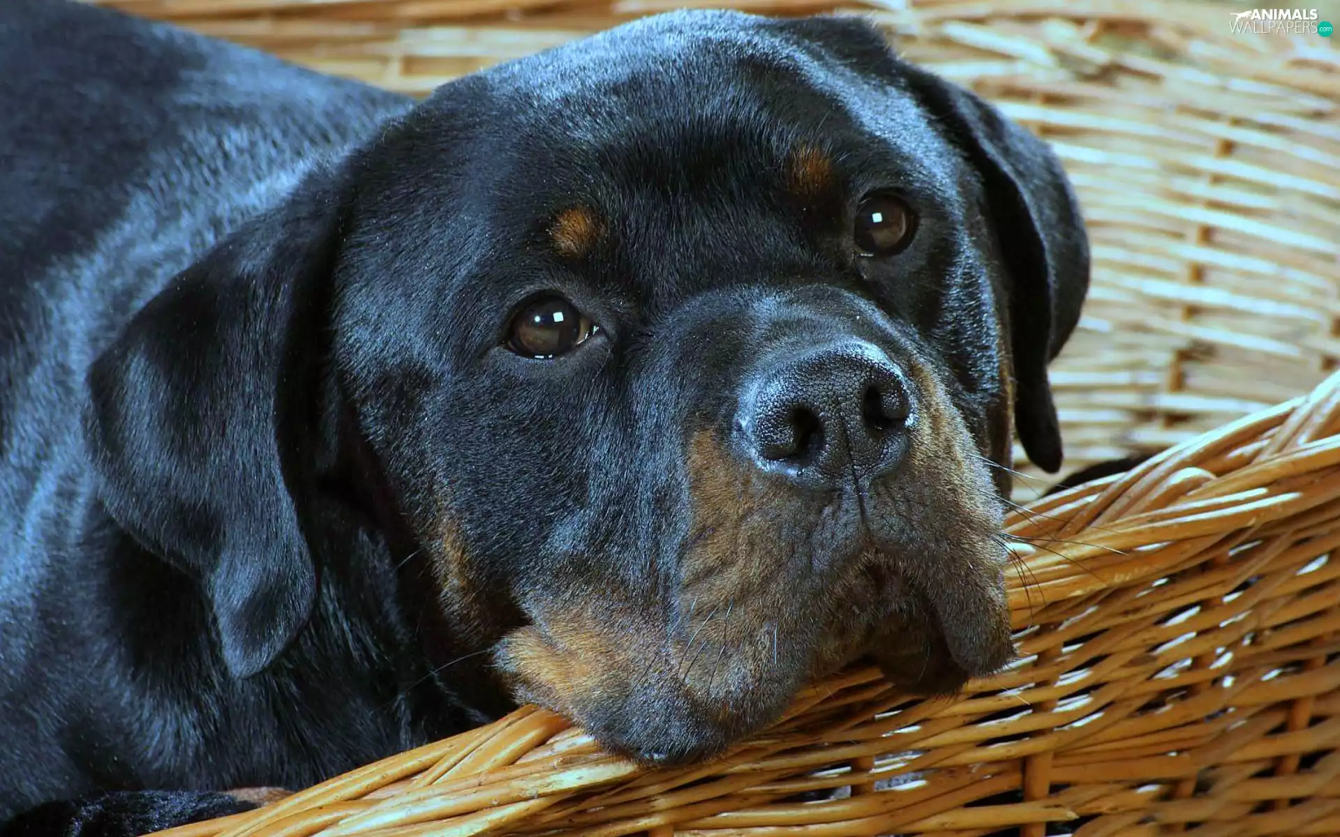 Rottweiler, basket