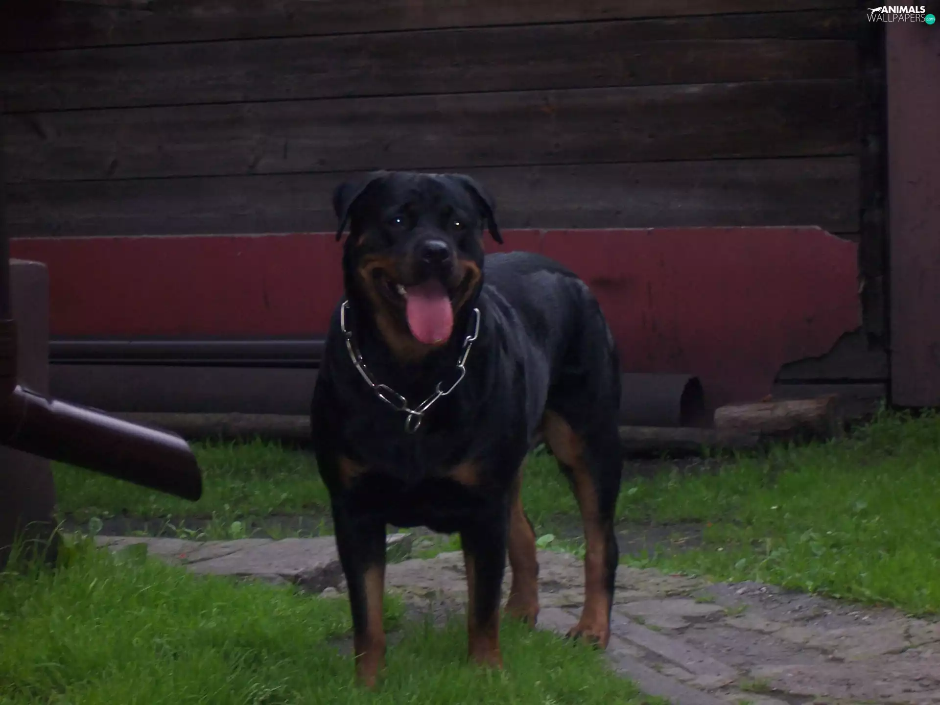 Rottweiler, dog-collar
