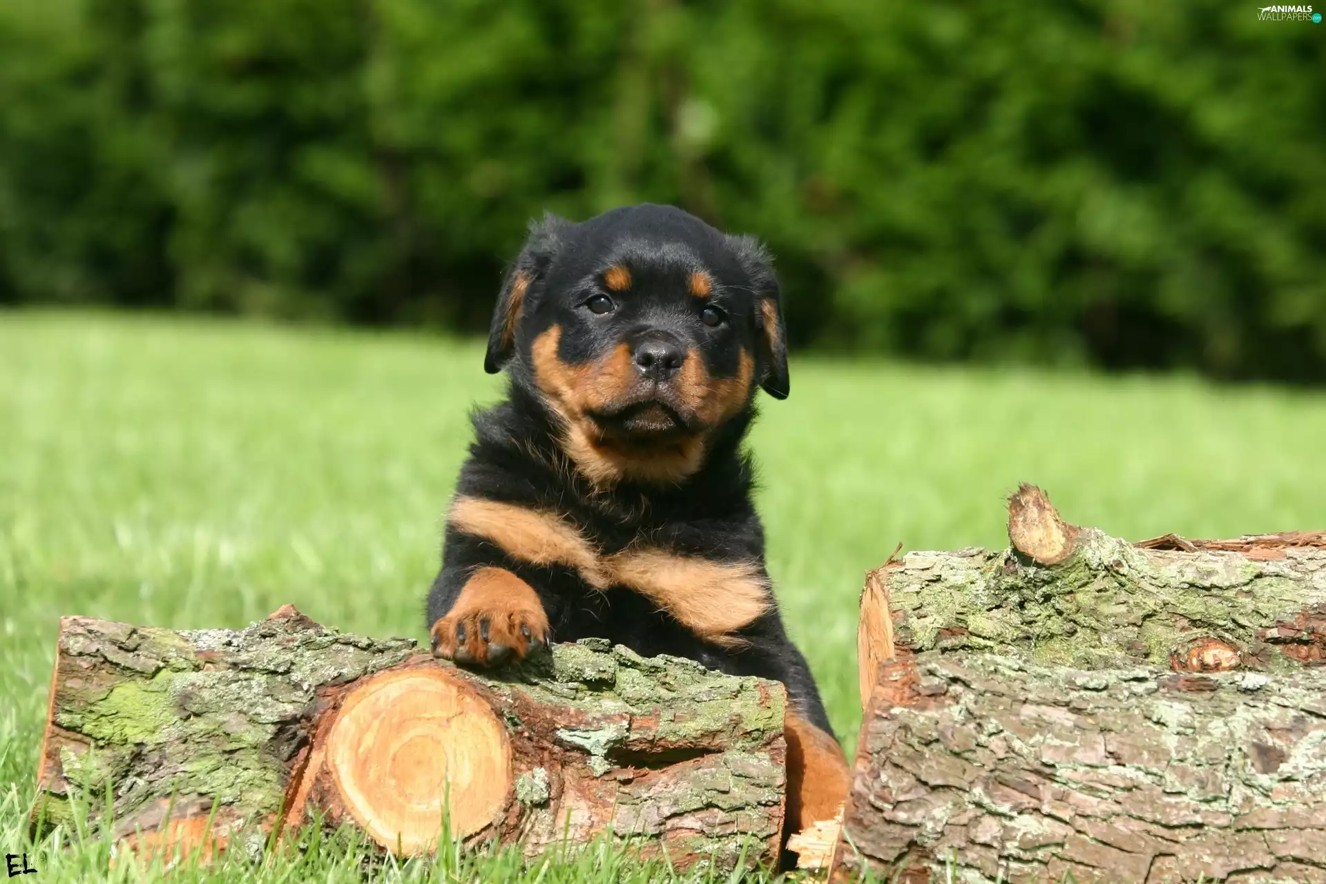 Rottweiler, dog, Puppy