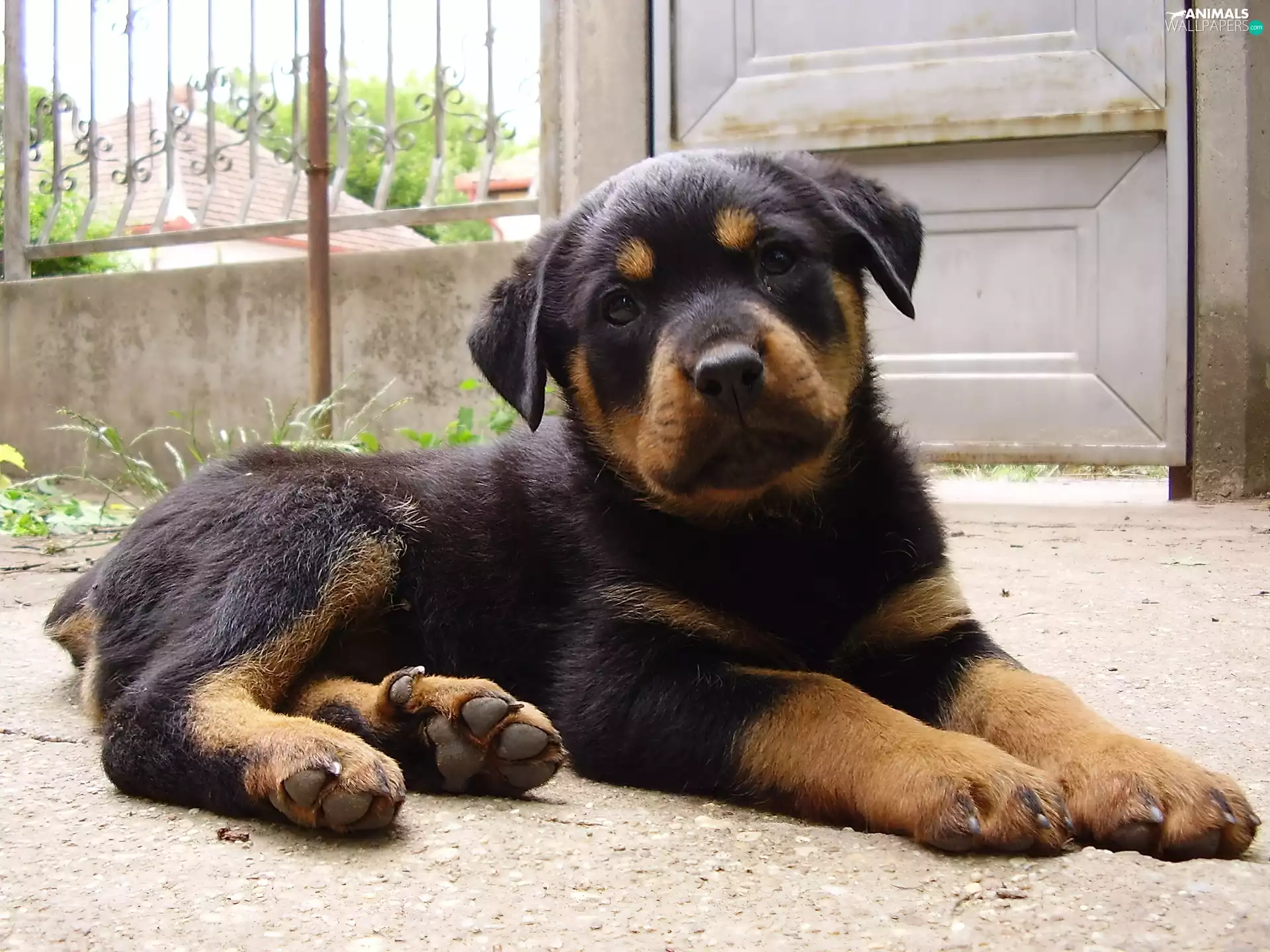 Rottweiler, honeyed, Puppy