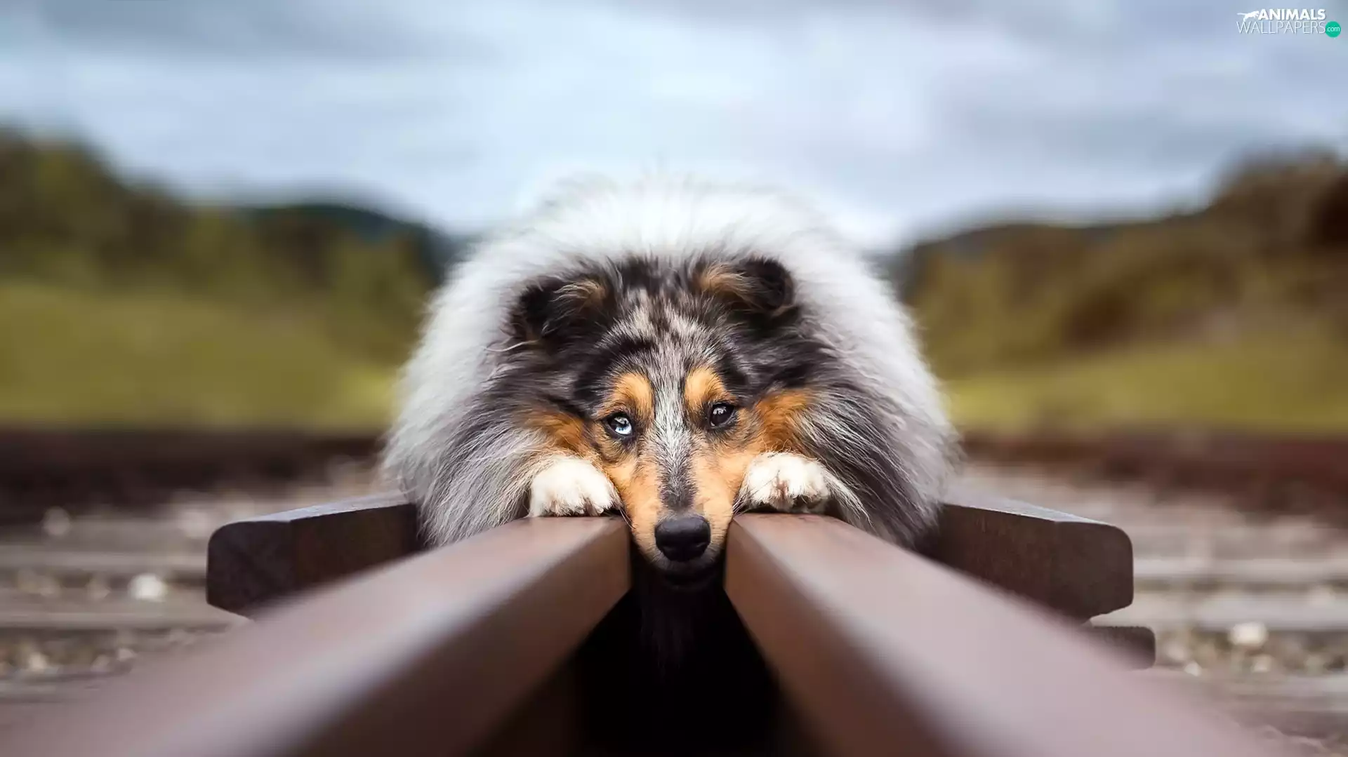 ##, lying, Collie rough