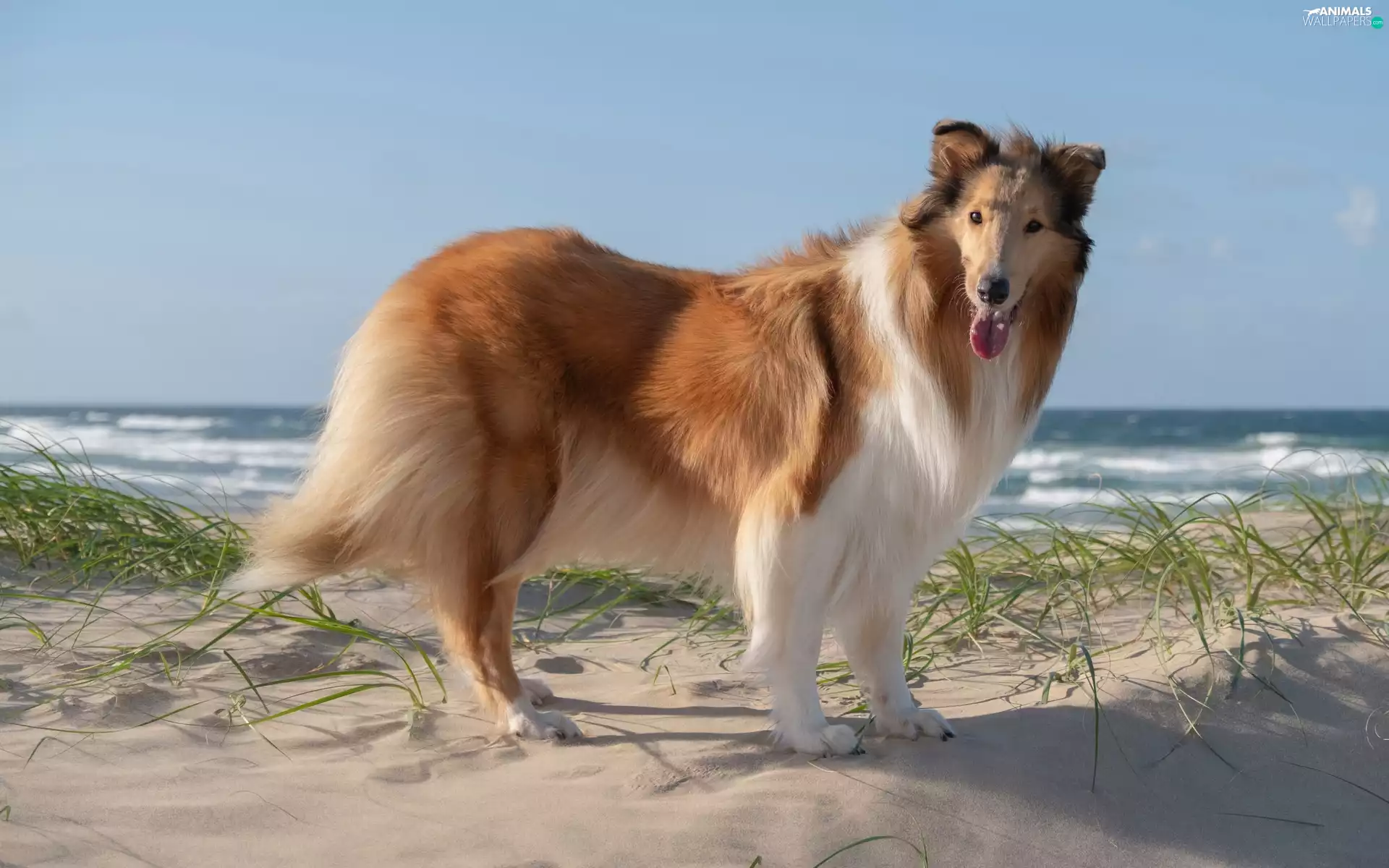 Beaches, dog, Collie rough