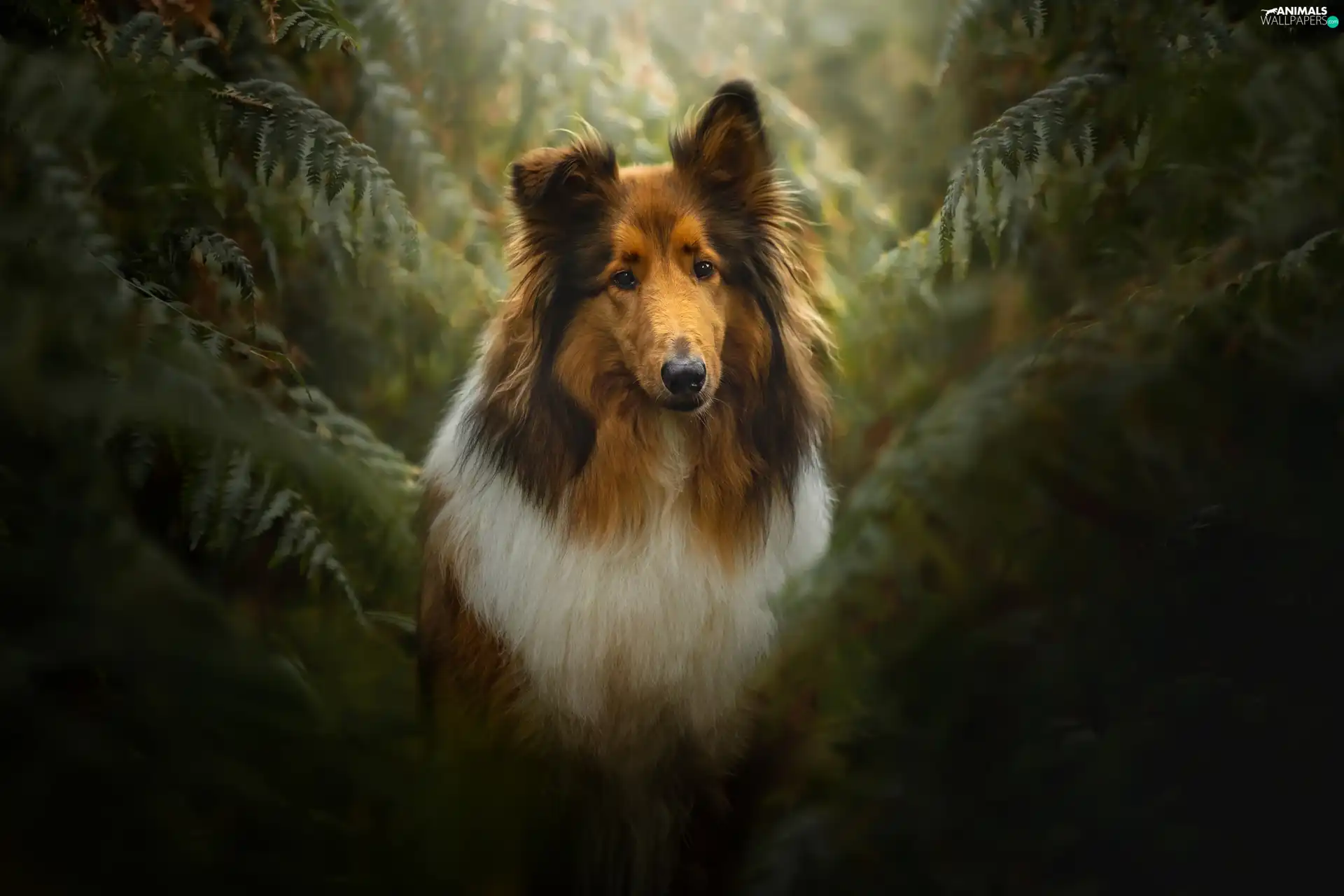 fern, dog, Collie rough