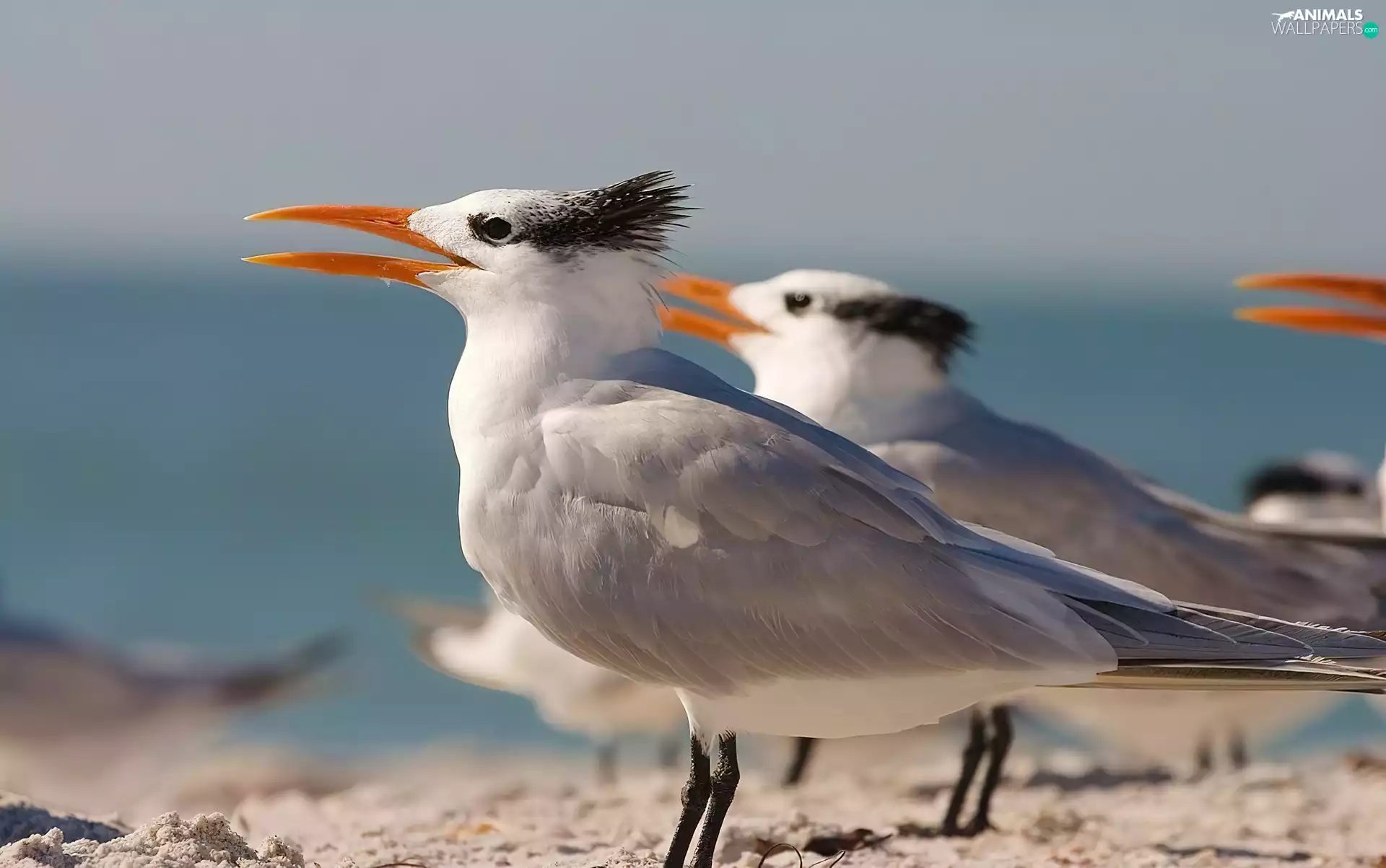 Royal terns