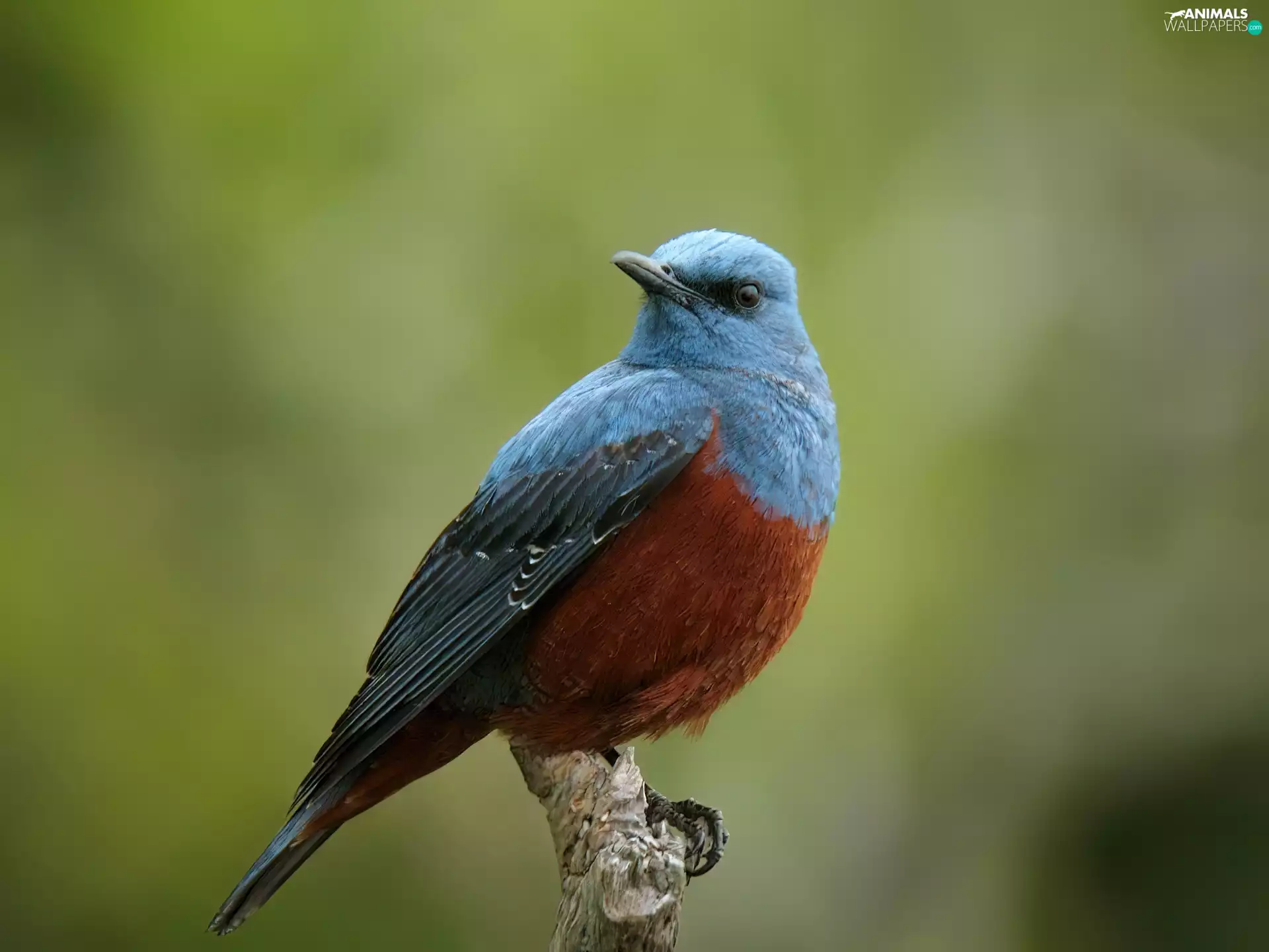 Blue-Rudy, modrak, twig, Bird