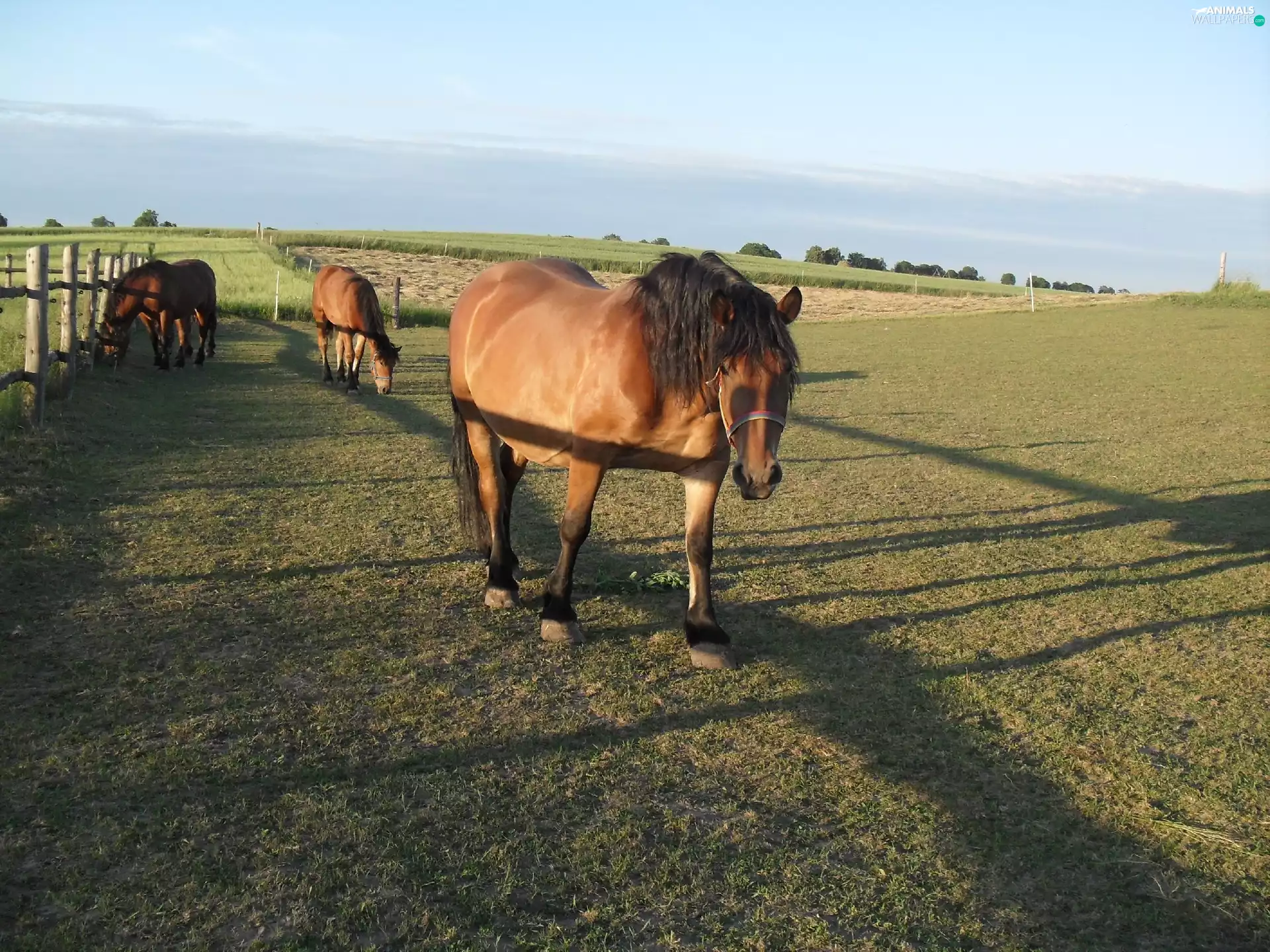 run, Three, bloodstock