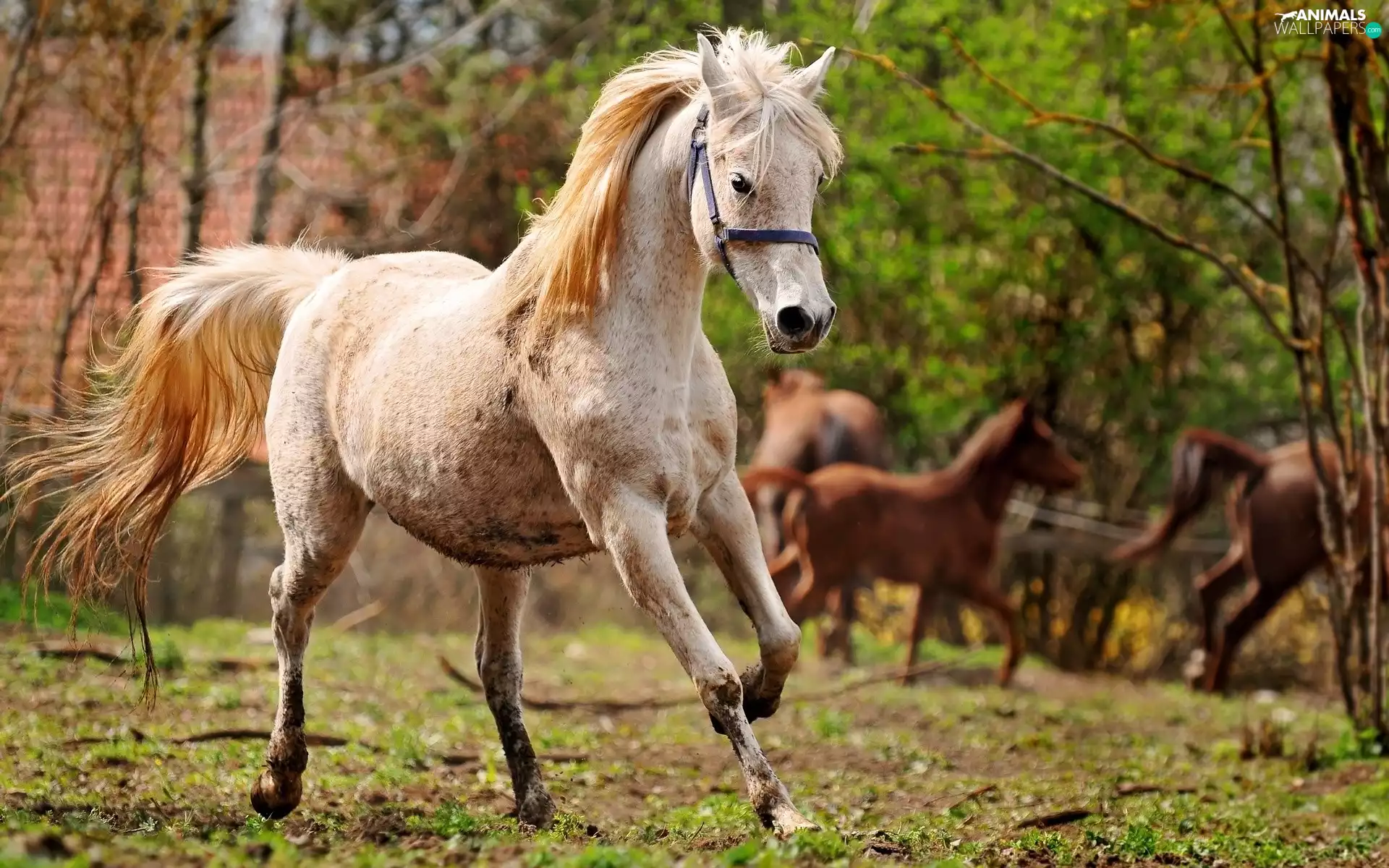 run, bloodstock, grizzle