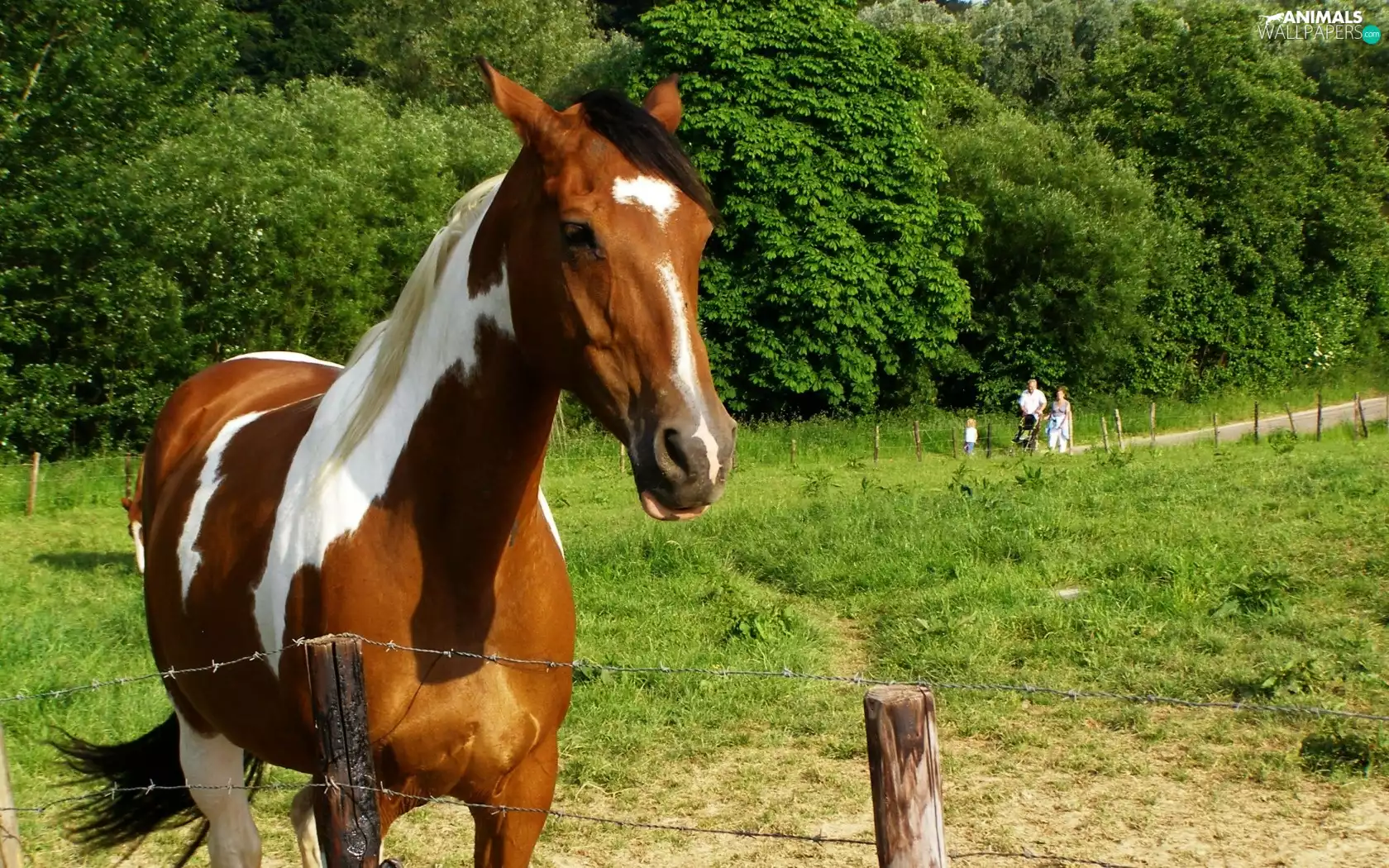 Horse, pasture, walkers, run