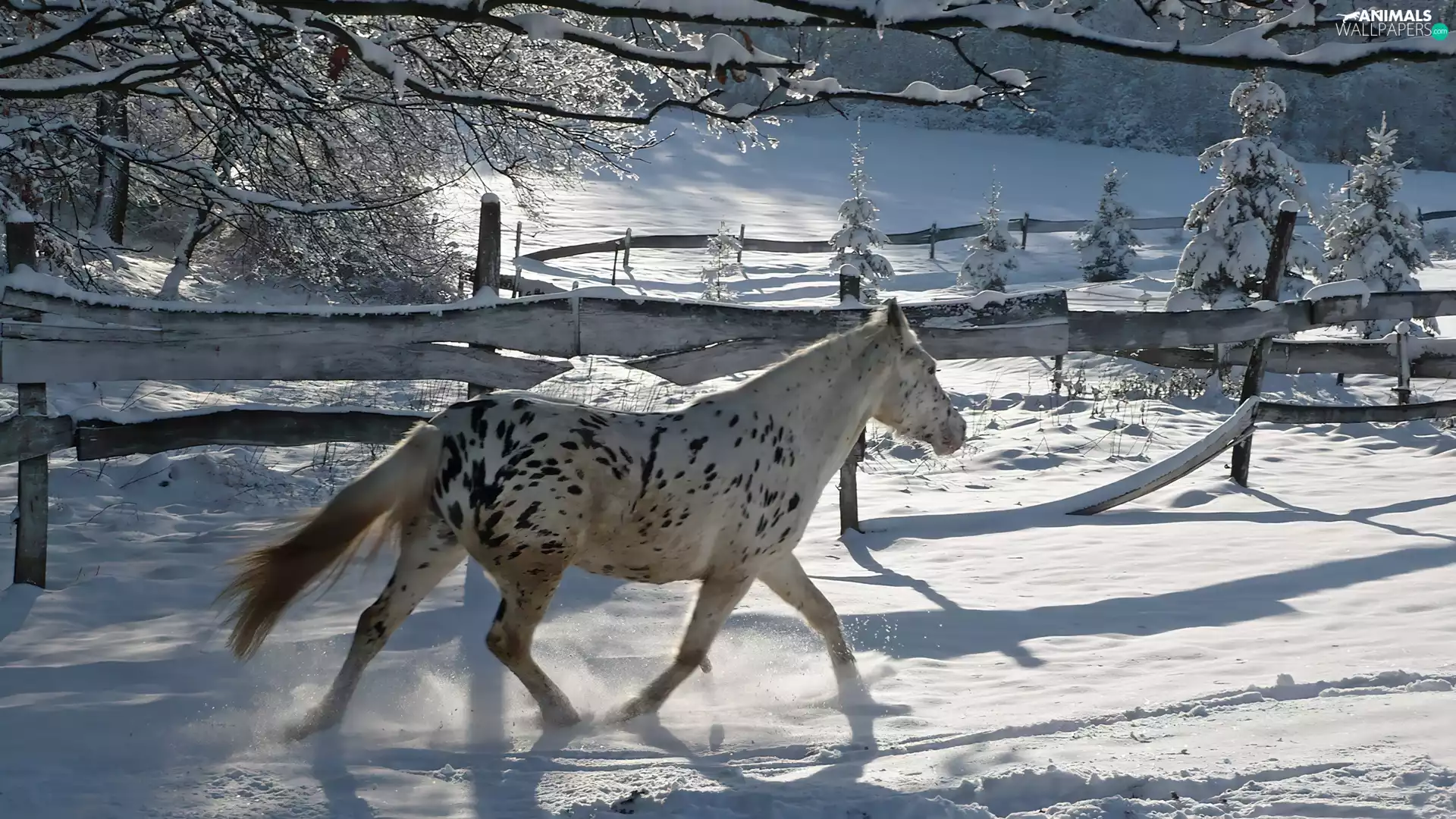 run, Horse, winter