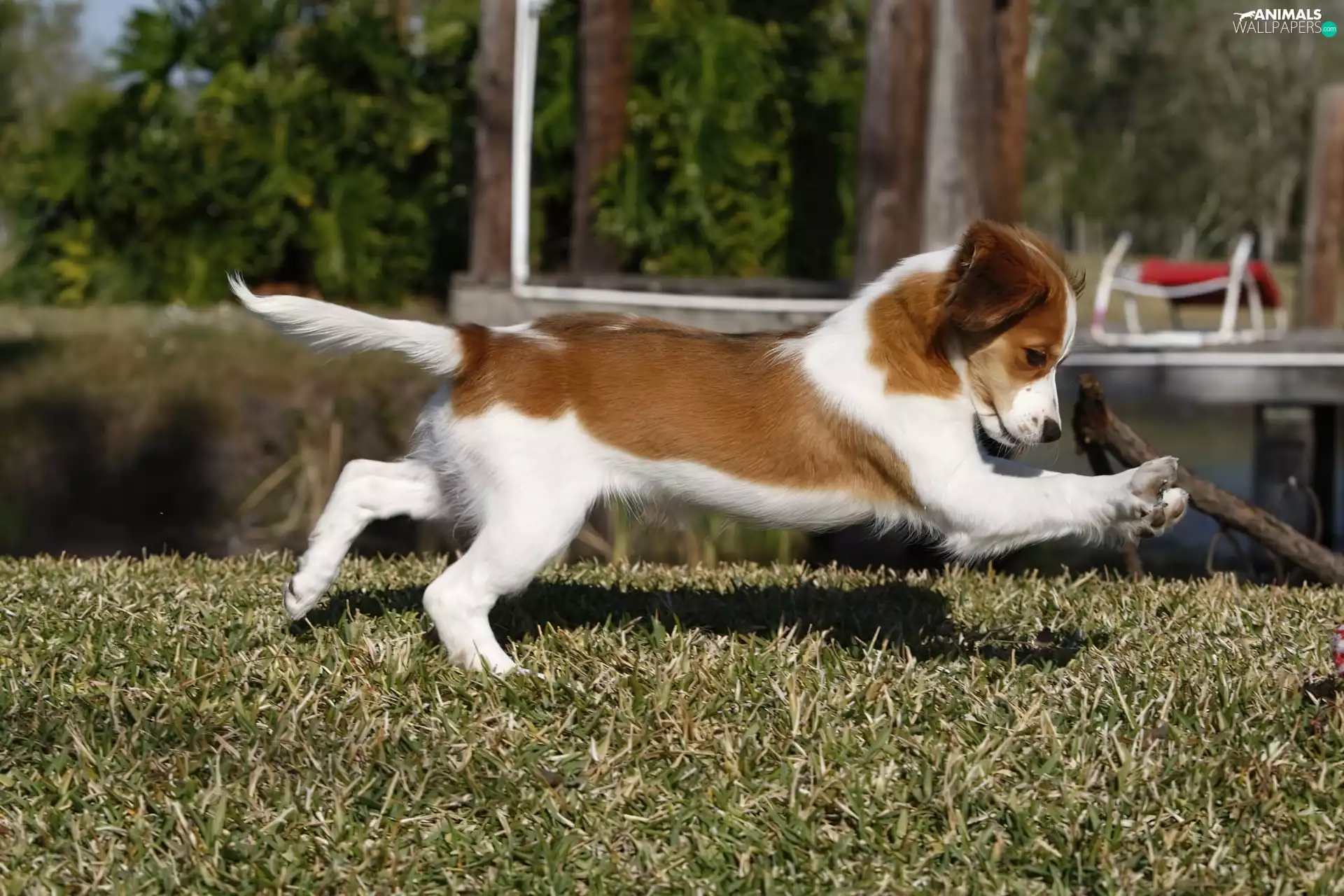 Alpine Dutch, young, running