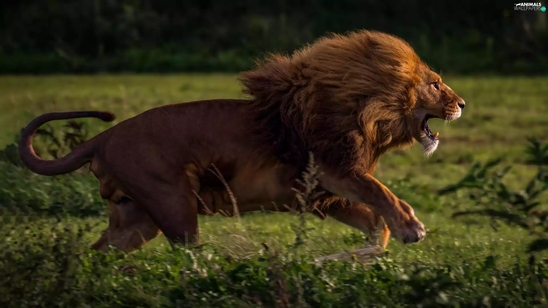 running, Lion