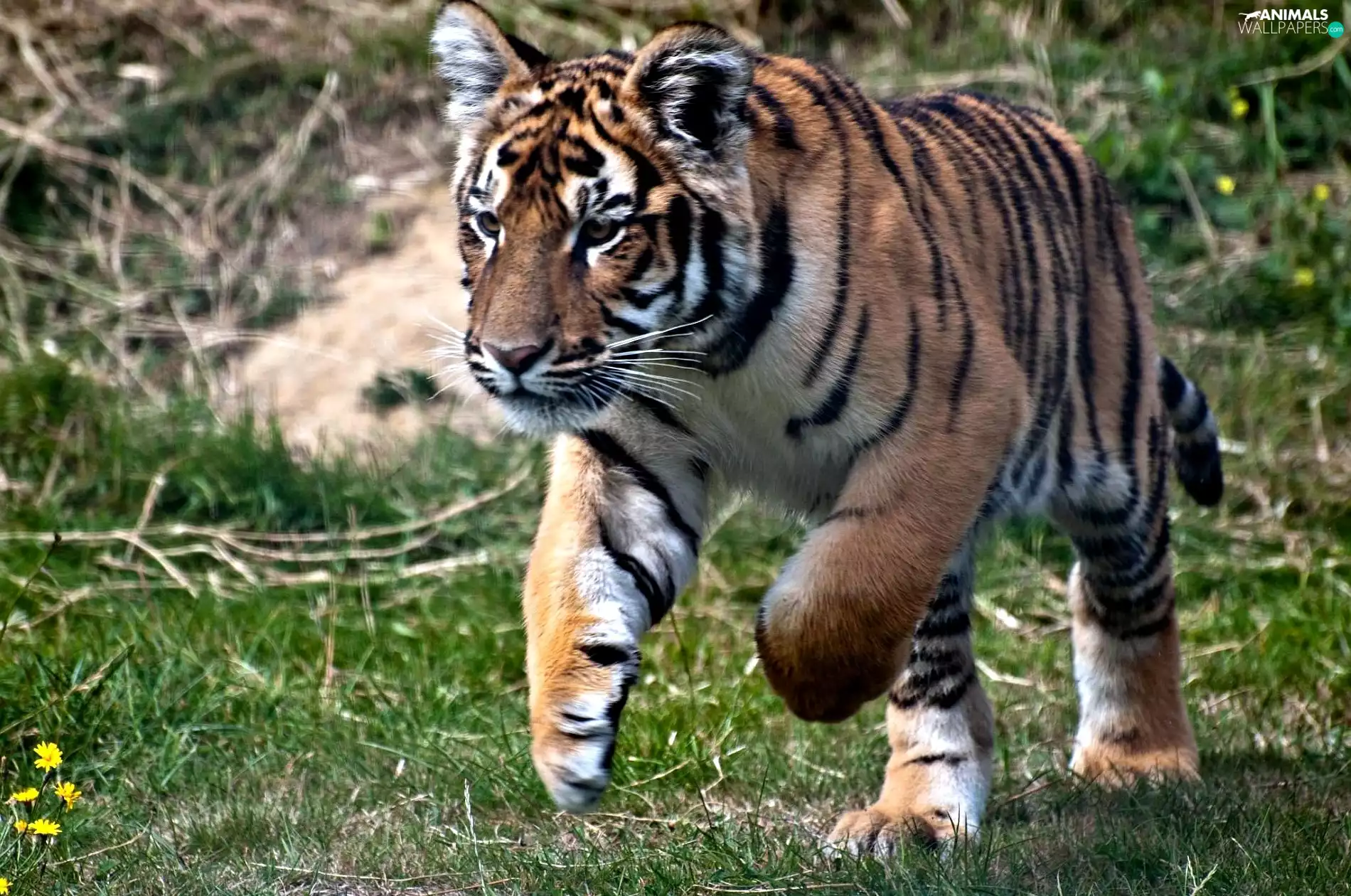 running, tiger