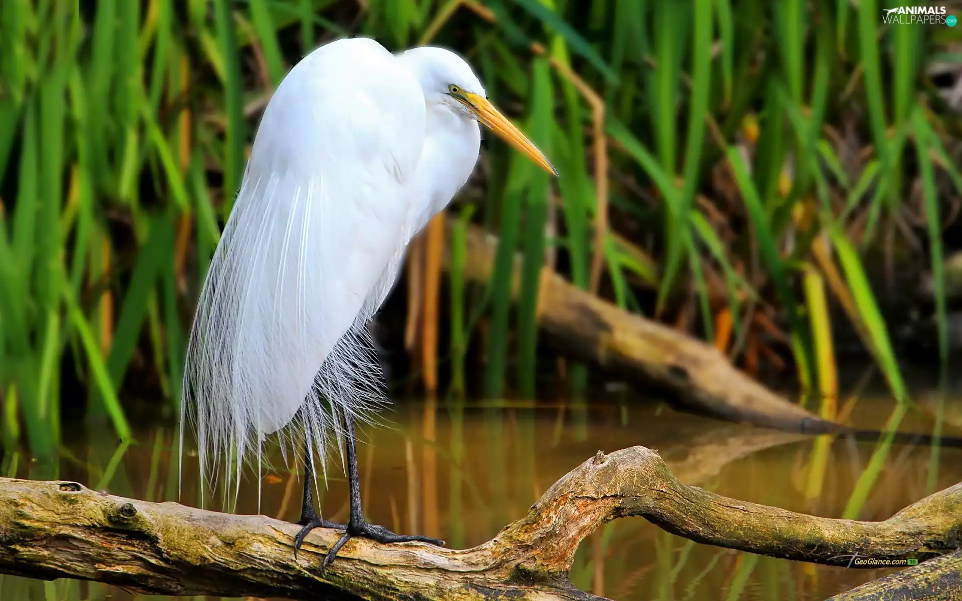 lake, heron, blur, rushes