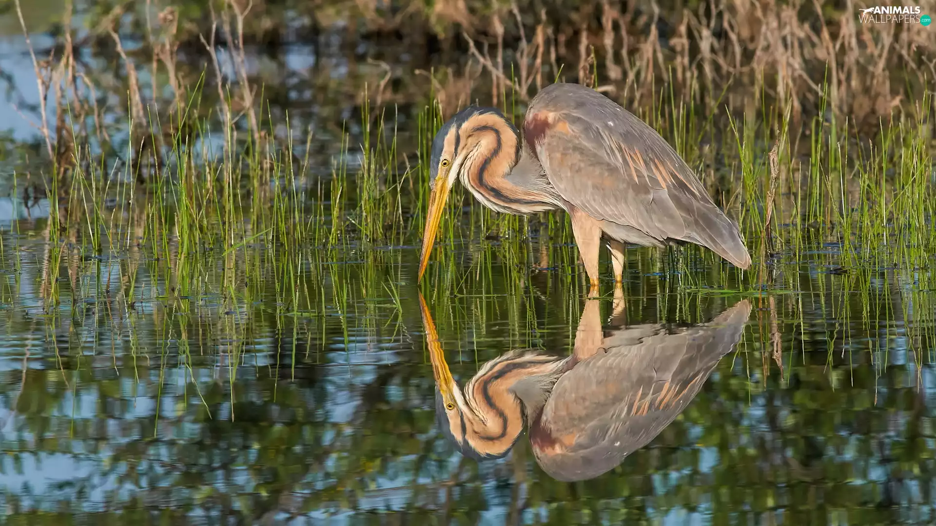 lake, reflection, heron, rushes