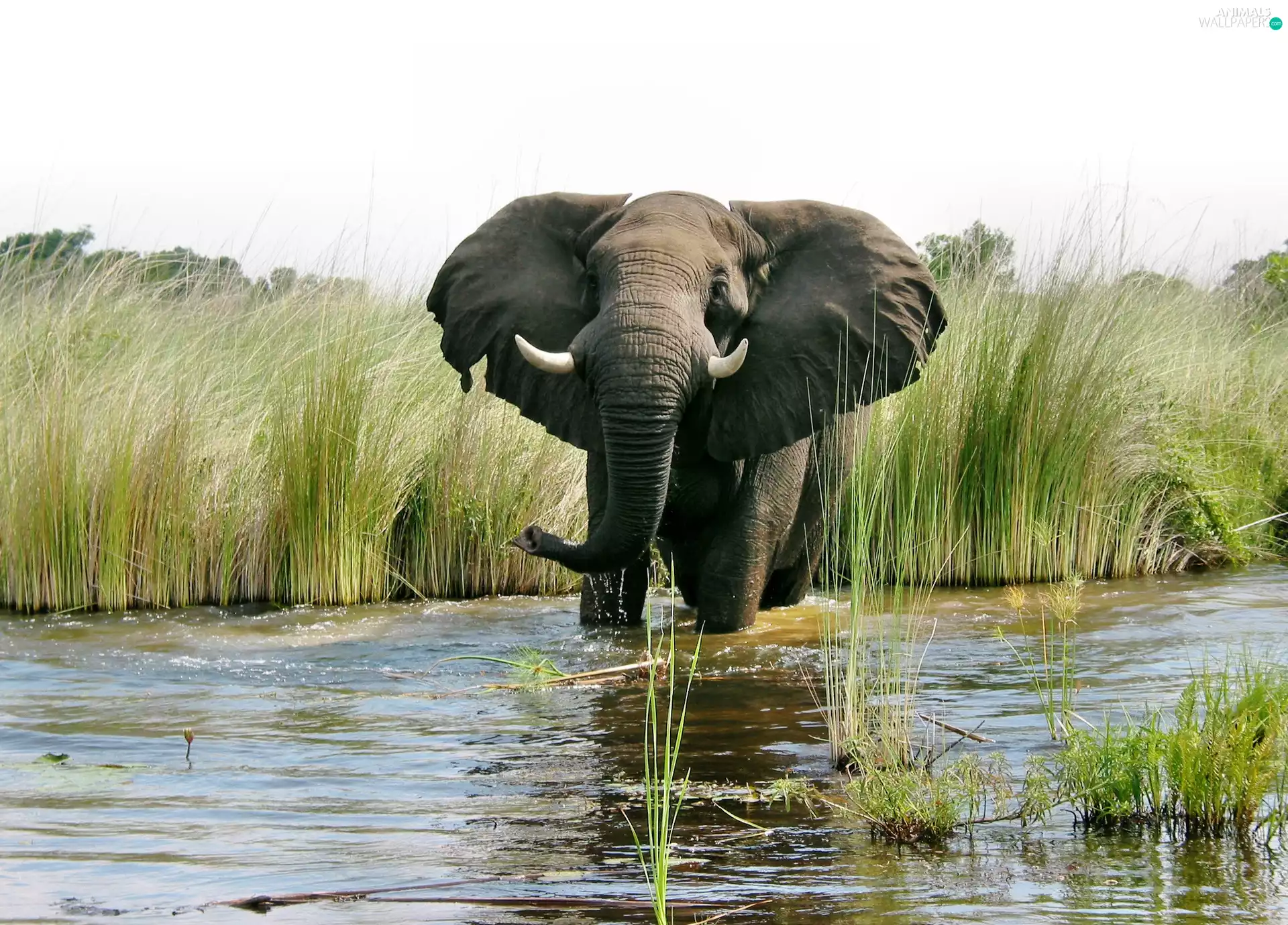 rushes, Elephant, water