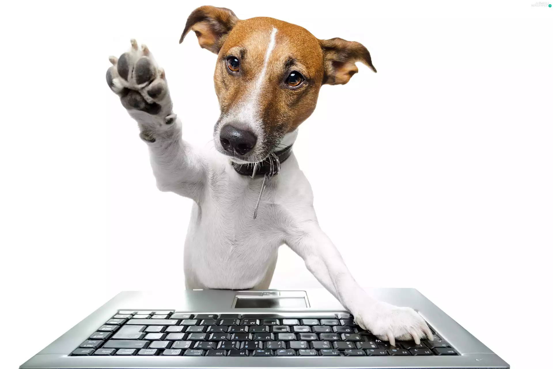 dog, paw, Jack Russell Terrier, keyboard