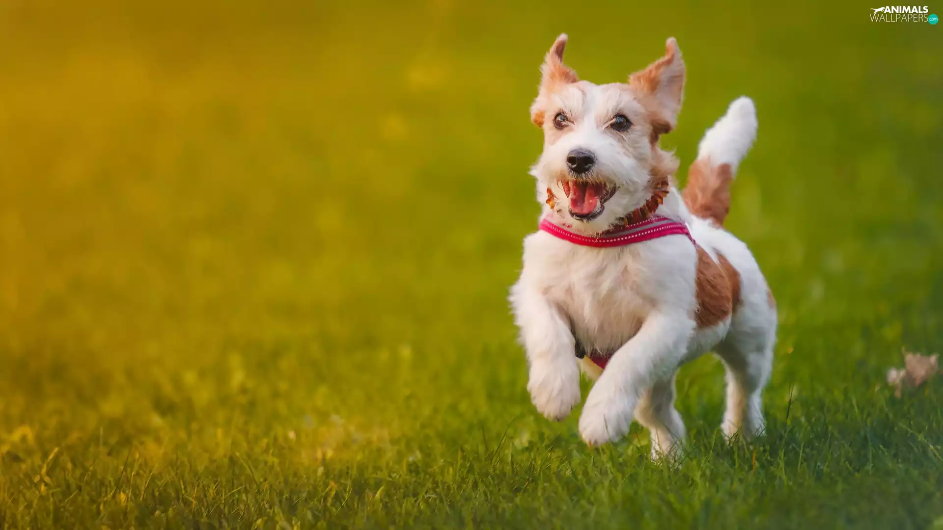 Jack Russell, Meadow, wander, Terrier