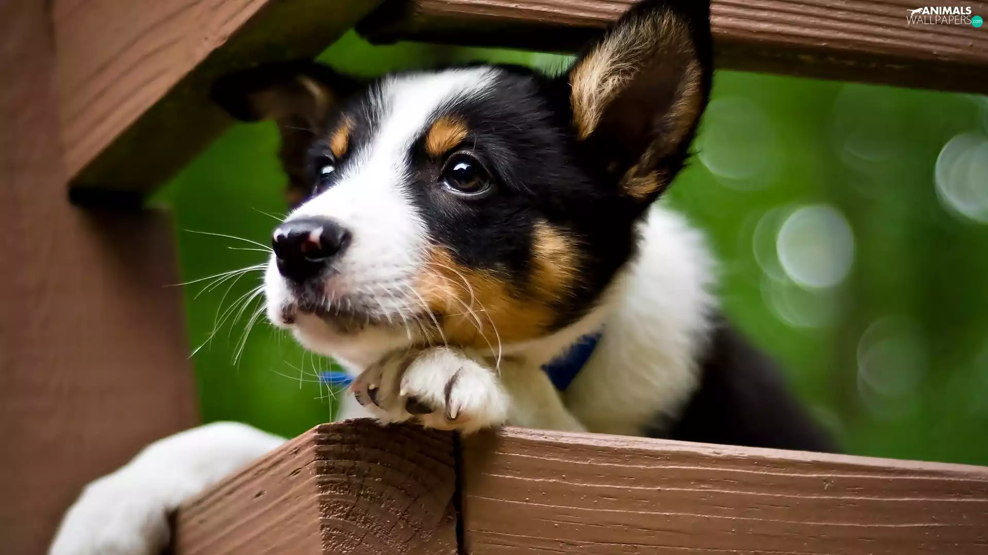 Jack Russell Terrier, dog, Puppy