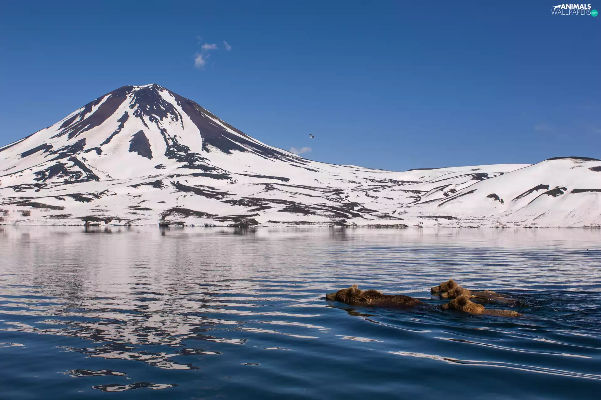 Brown Bears, mountains, Kamchatka, lake, winter, swimming, Russia