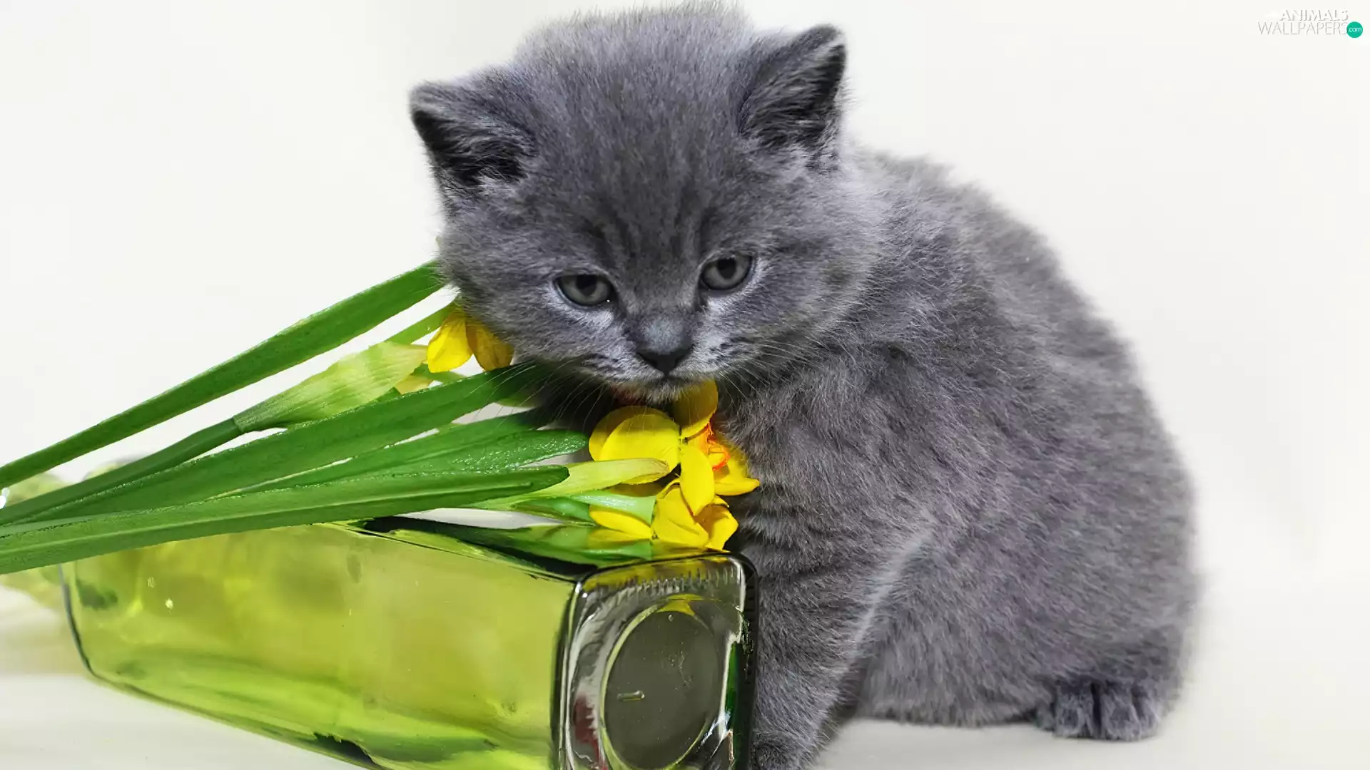 cat, blue, Flowers, russian