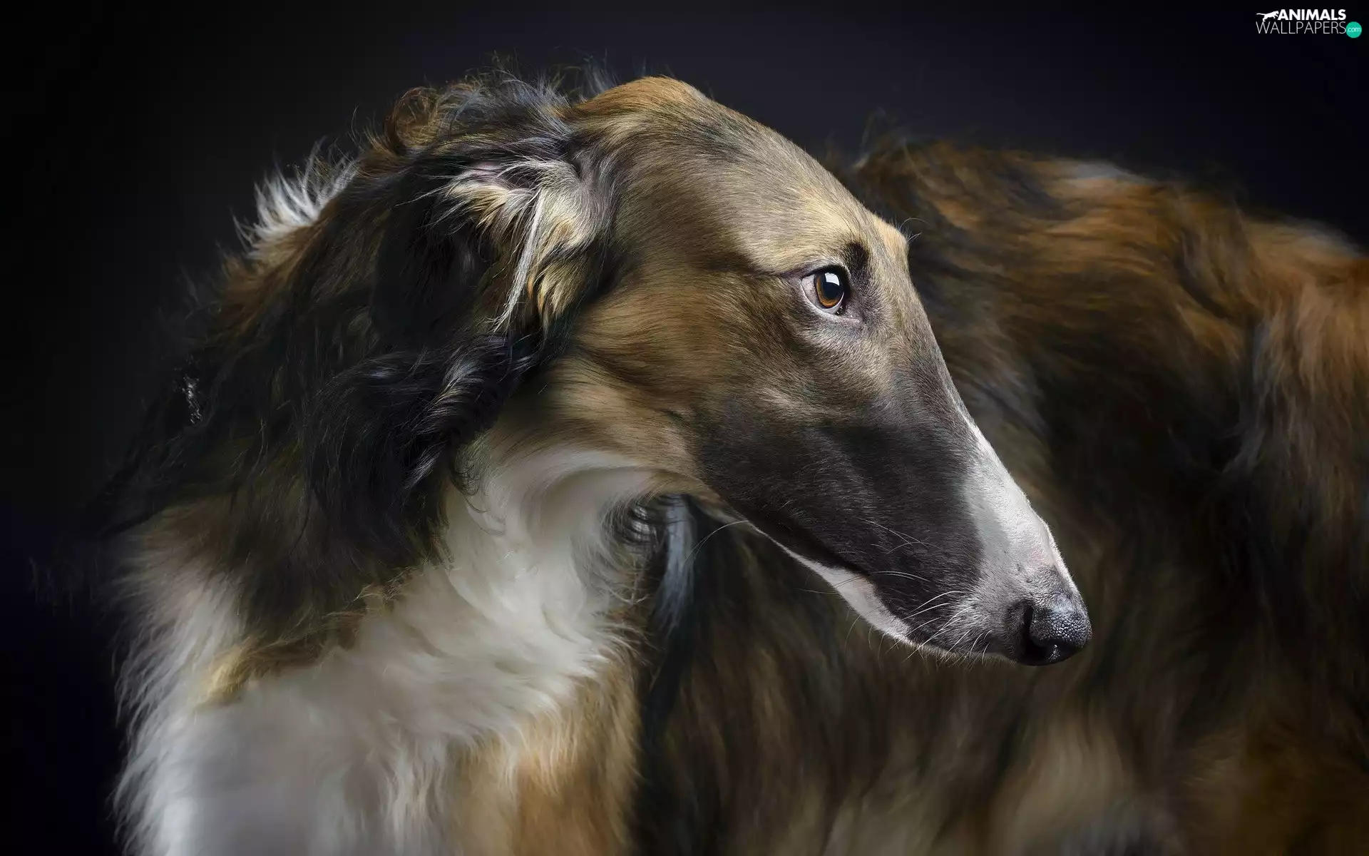 Russian Chart, mouth