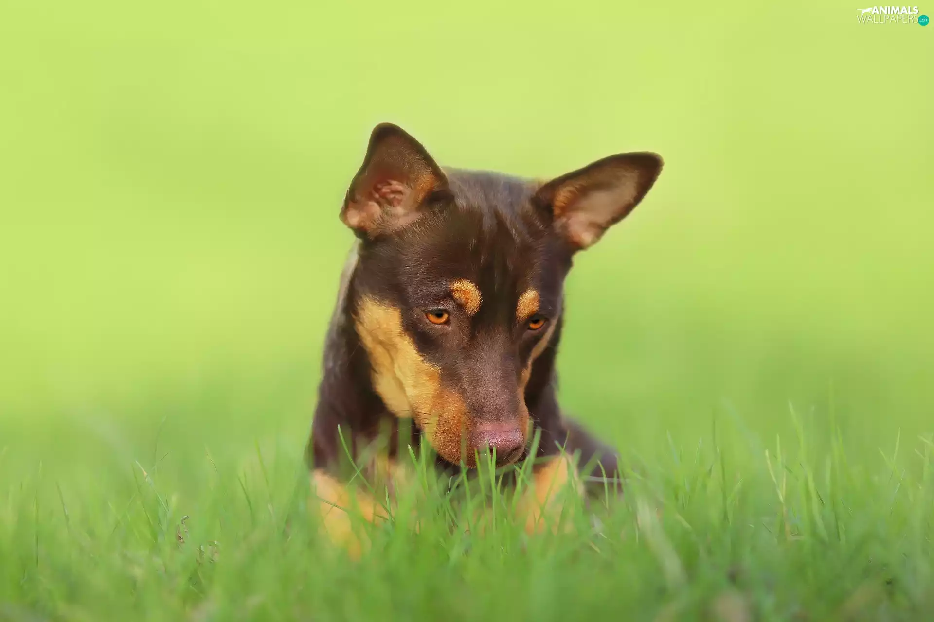 Brown, dog, grass, sad