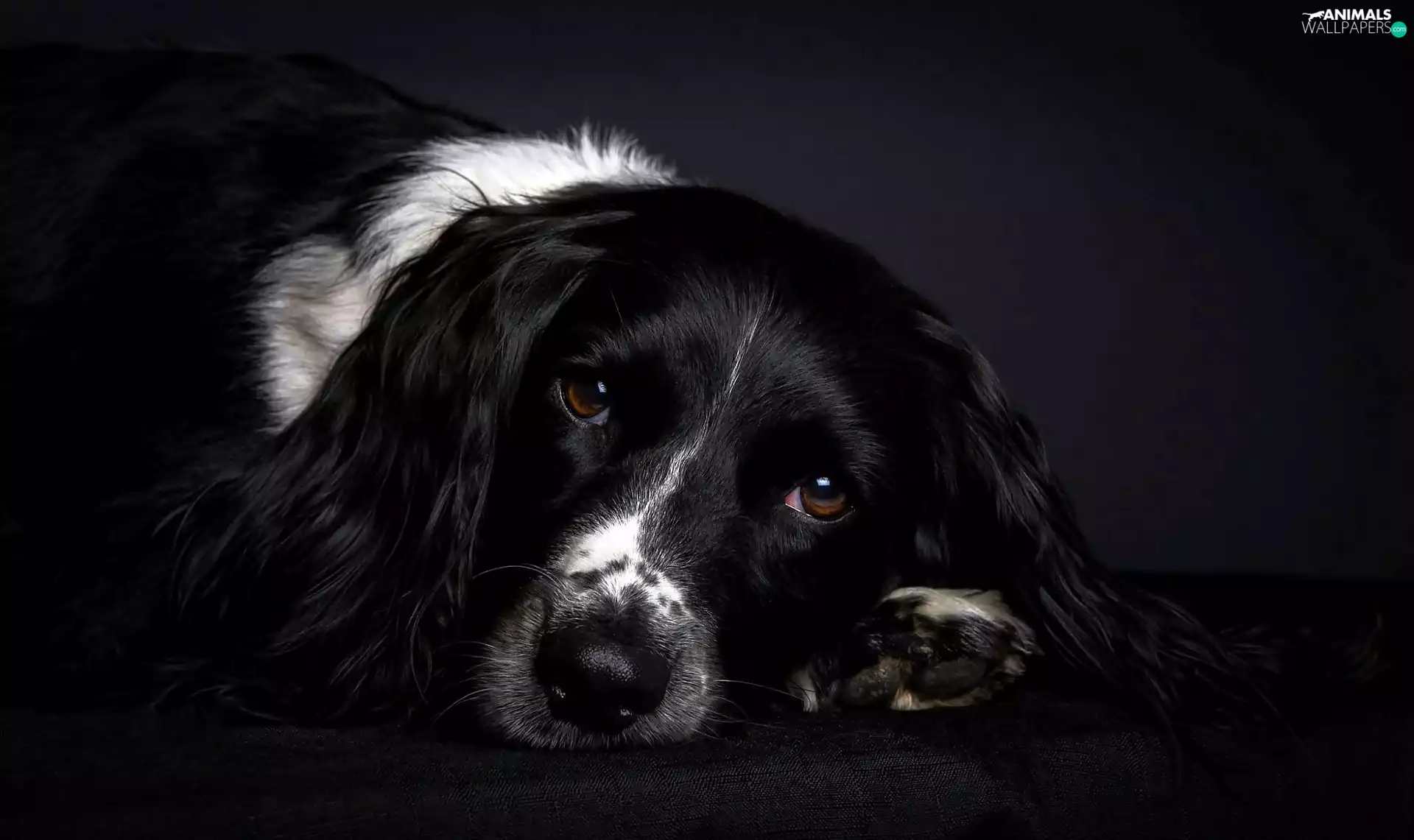 English, sad, Eyes, Springer spaniel